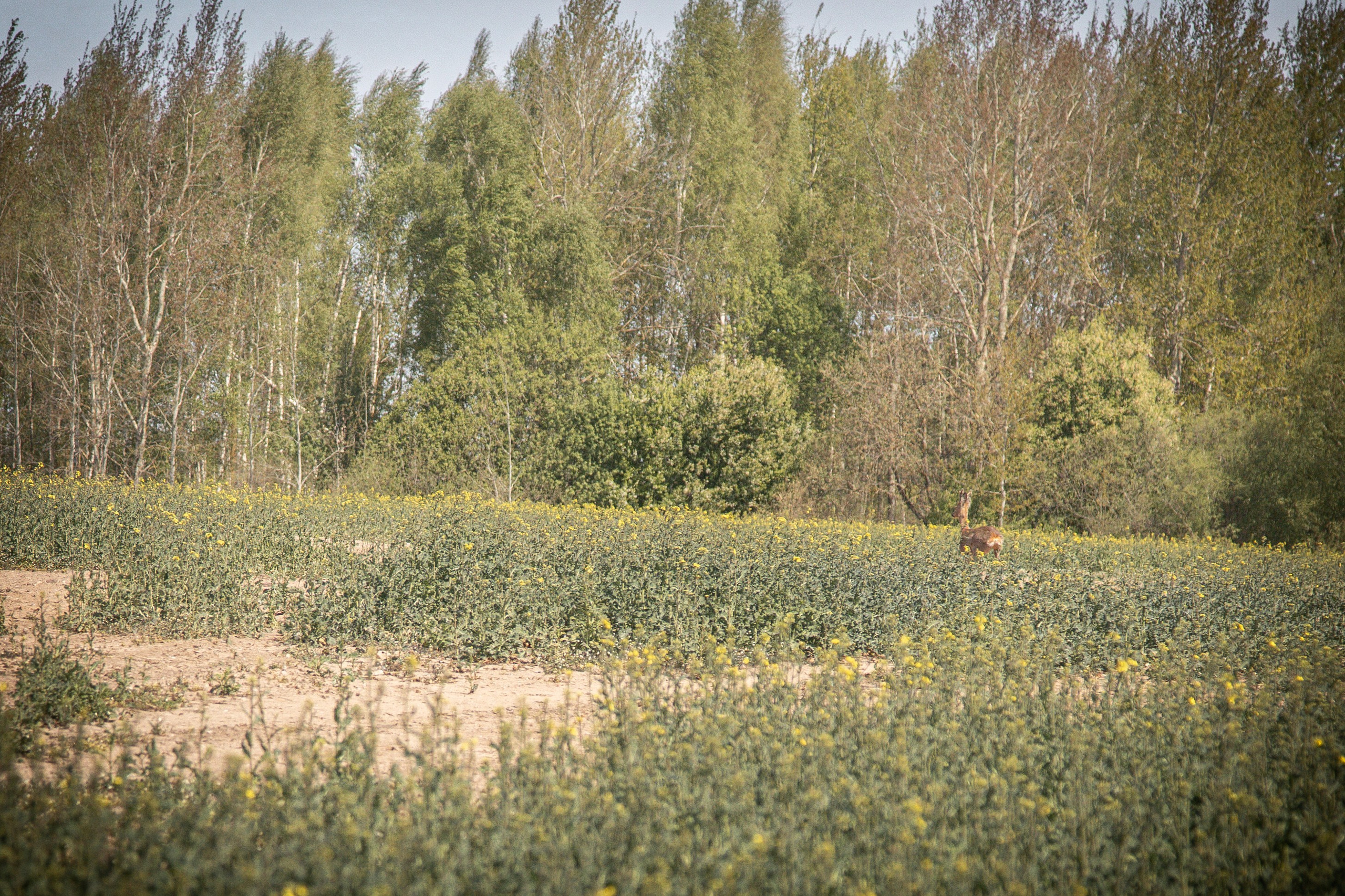 Золотая шпора. Огнем и мечем. День второй. Вылазка в лес. Штурм фортеции. Княжеский пир. Профессиональный интерьерный и репортажный фотограф Минск и РБ. Максим Орлов