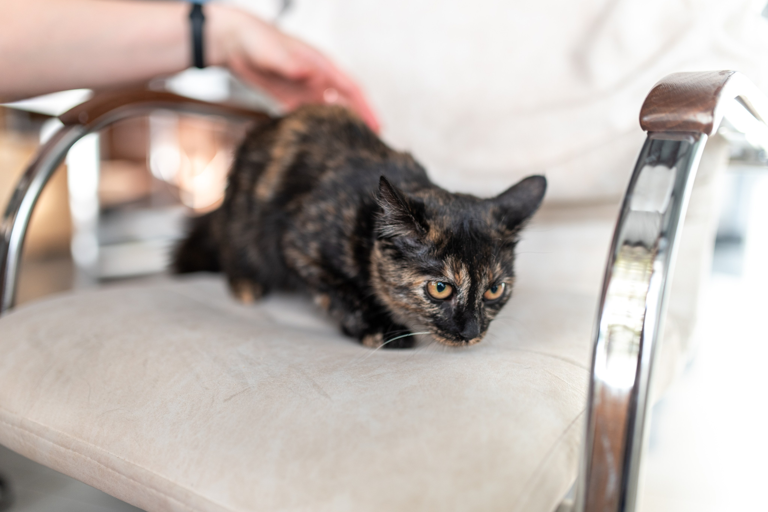 Котики для Old Cat. Профессиональный интерьерный и репортажный фотограф Минск и РБ. Максим Орлов