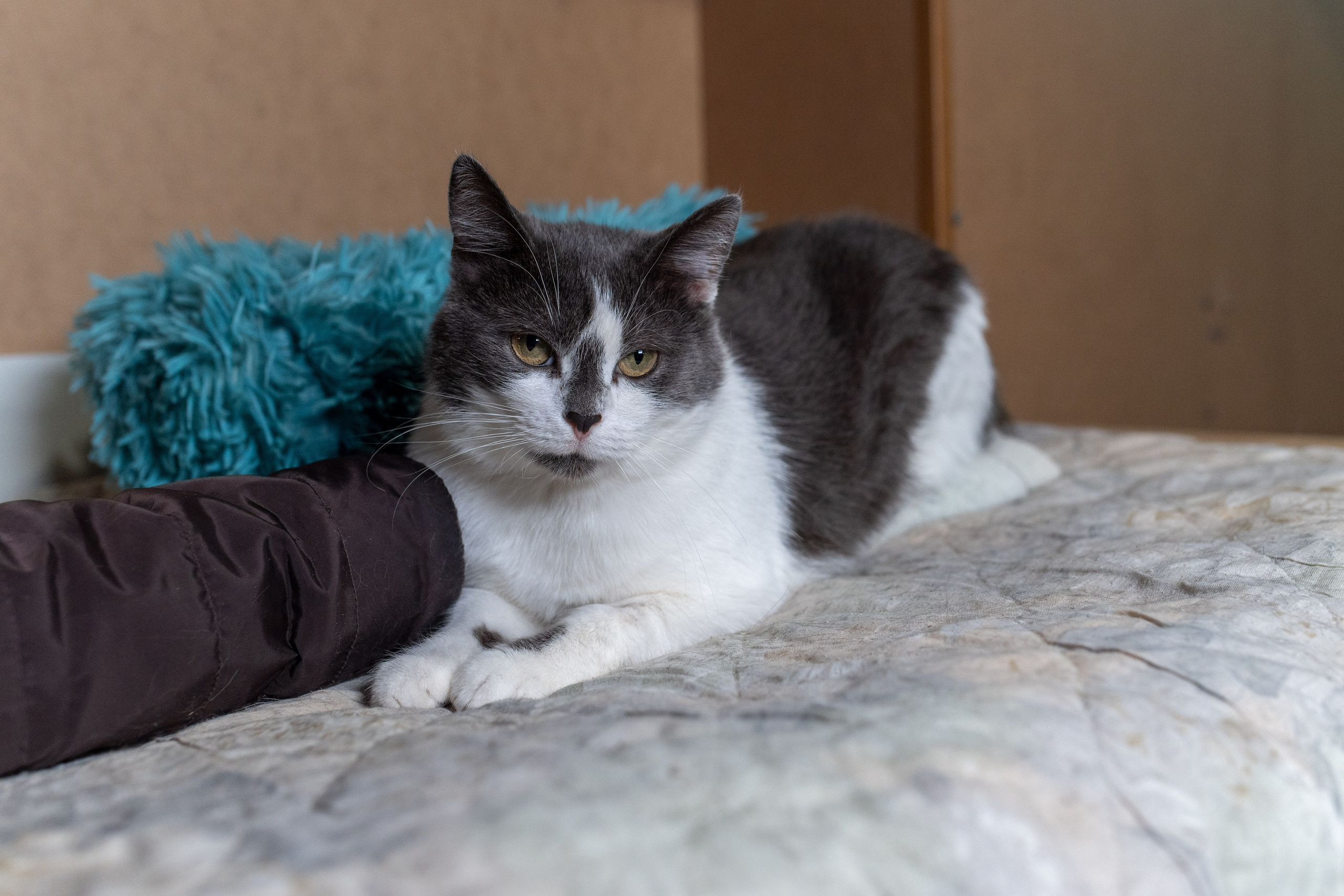 Котики для Old Cat. Профессиональный интерьерный и репортажный фотограф Минск и РБ. Максим Орлов