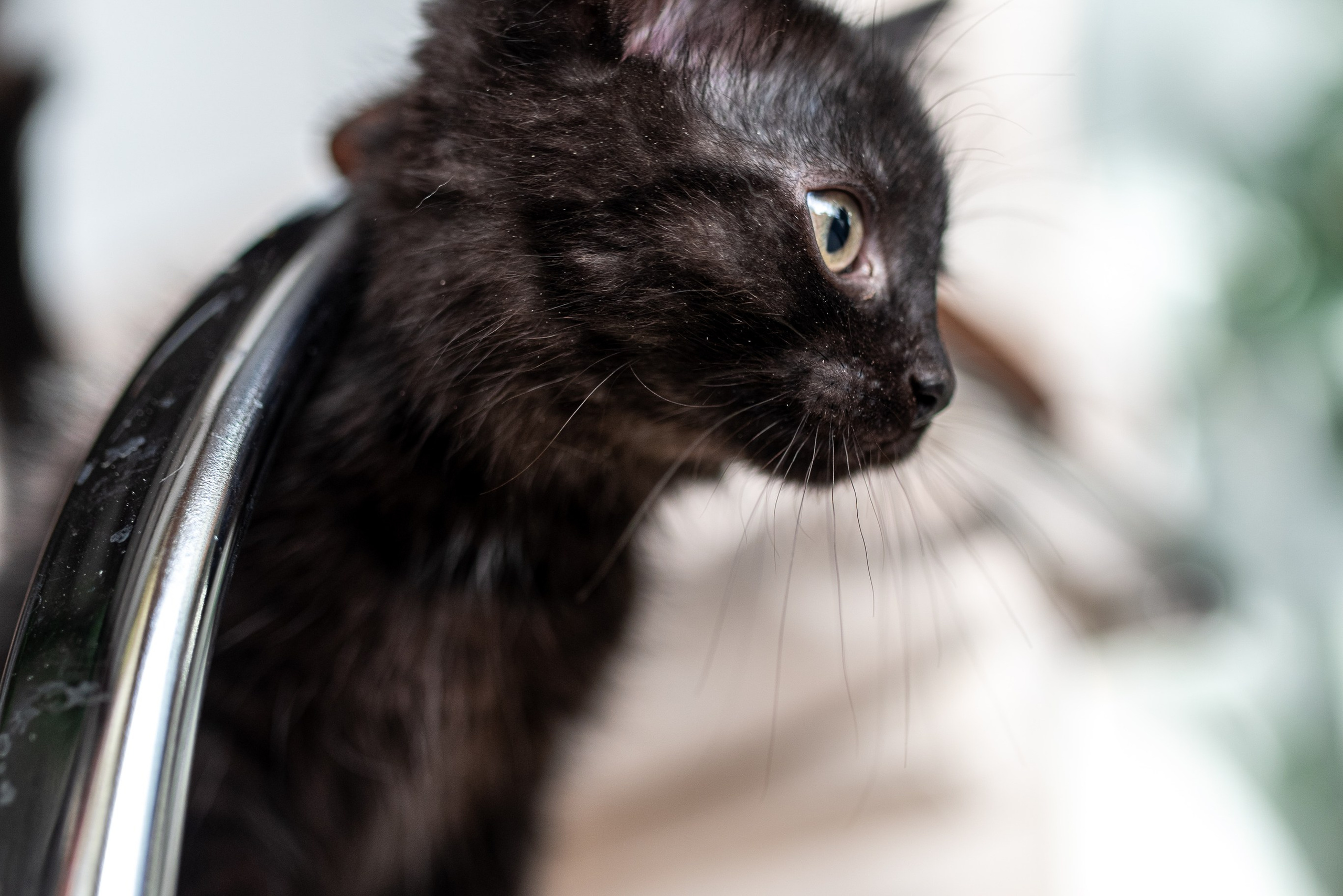 Котики для Old Cat. Профессиональный интерьерный и репортажный фотограф Минск и РБ. Максим Орлов