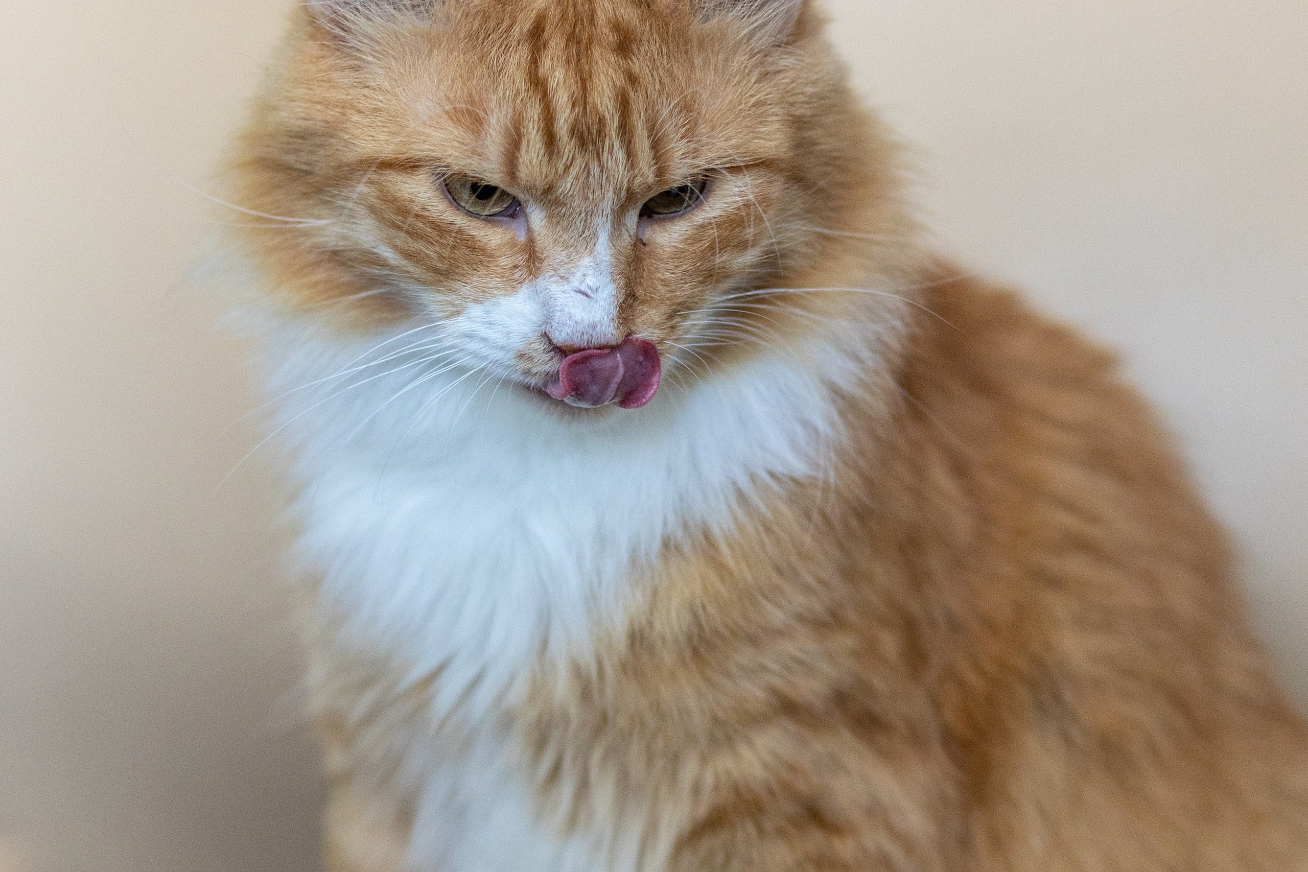 Котики для Old Cat. Профессиональный интерьерный и репортажный фотограф Минск и РБ. Максим Орлов