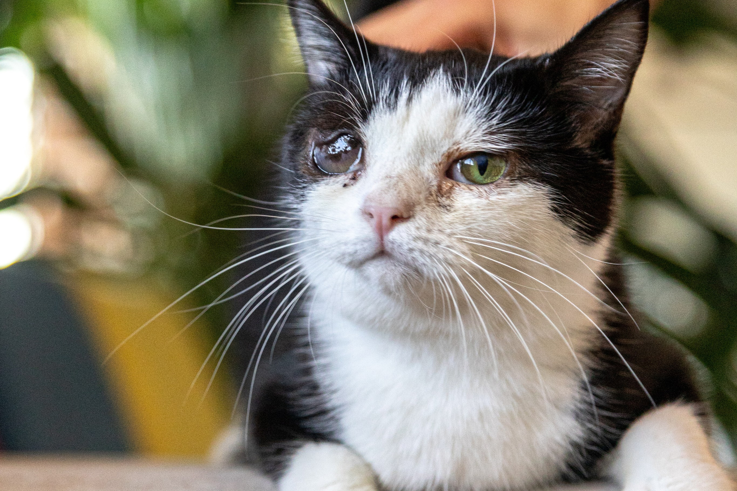 Котики для Old Cat. Профессиональный интерьерный и репортажный фотограф Минск и РБ. Максим Орлов