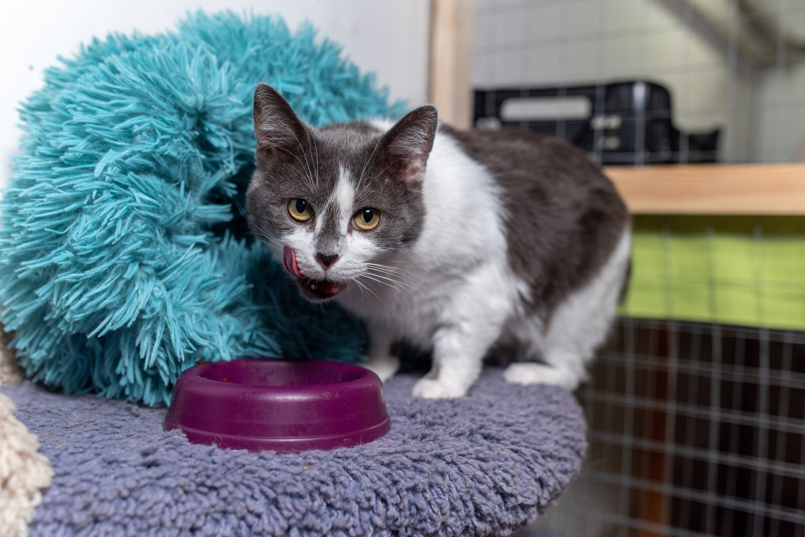 Котики для Old Cat. Профессиональный интерьерный и репортажный фотограф Минск и РБ. Максим Орлов