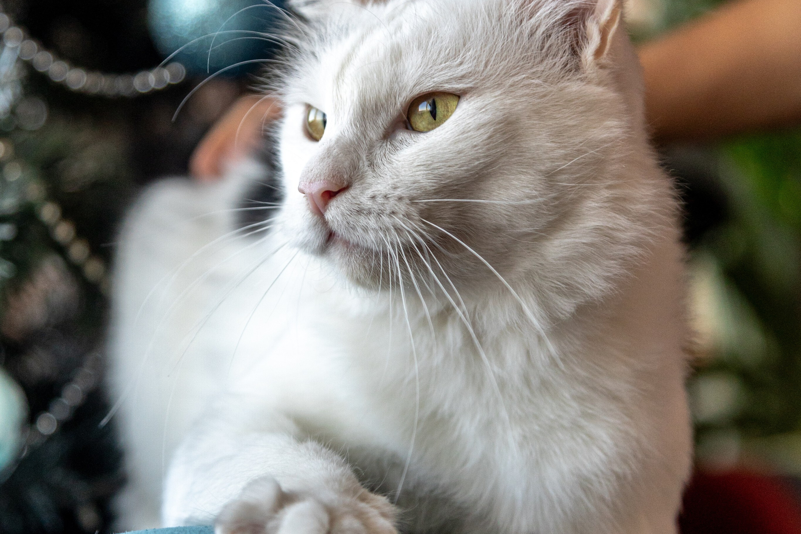 Котики для Old Cat. Профессиональный интерьерный и репортажный фотограф Минск и РБ. Максим Орлов