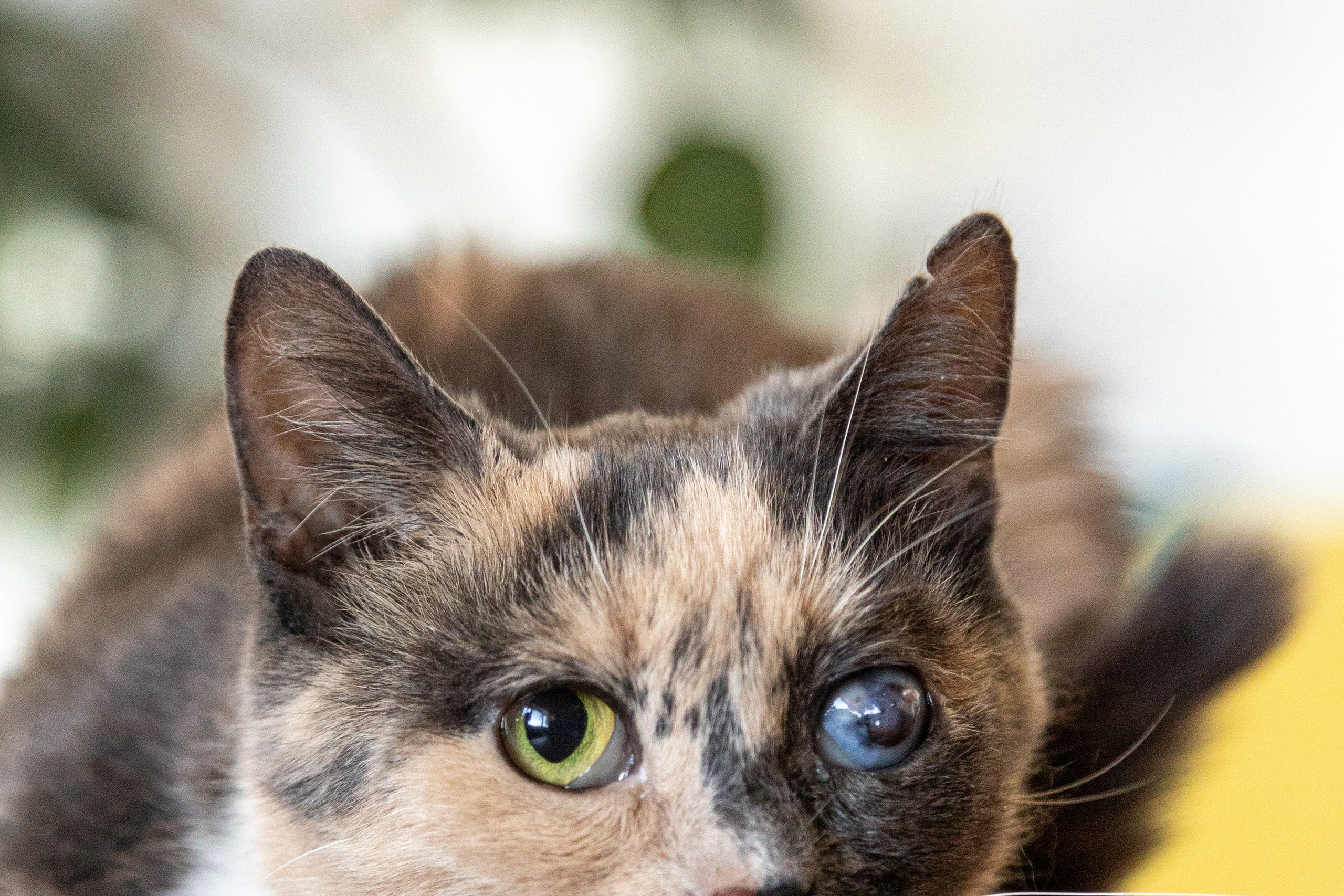 Котики для Old Cat. Профессиональный интерьерный и репортажный фотограф Минск и РБ. Максим Орлов