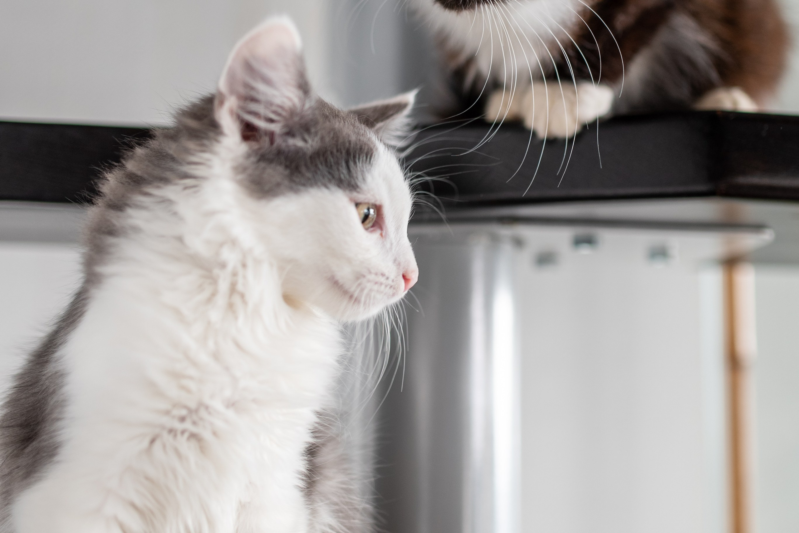 Котики для Old Cat. Профессиональный интерьерный и репортажный фотограф Минск и РБ. Максим Орлов