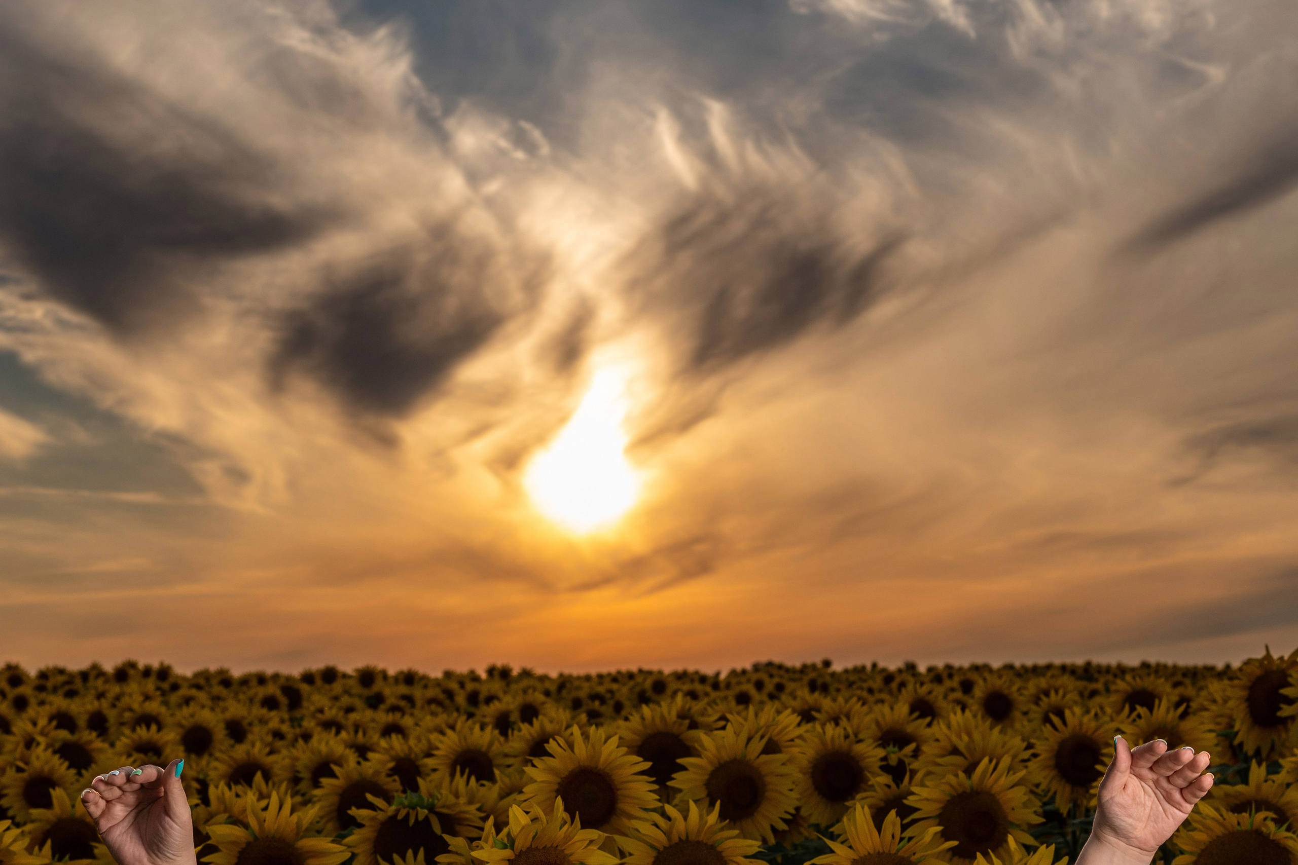 Катя в подсолнухах. Профессиональный интерьерный и репортажный фотограф Минск и РБ. Максим Орлов