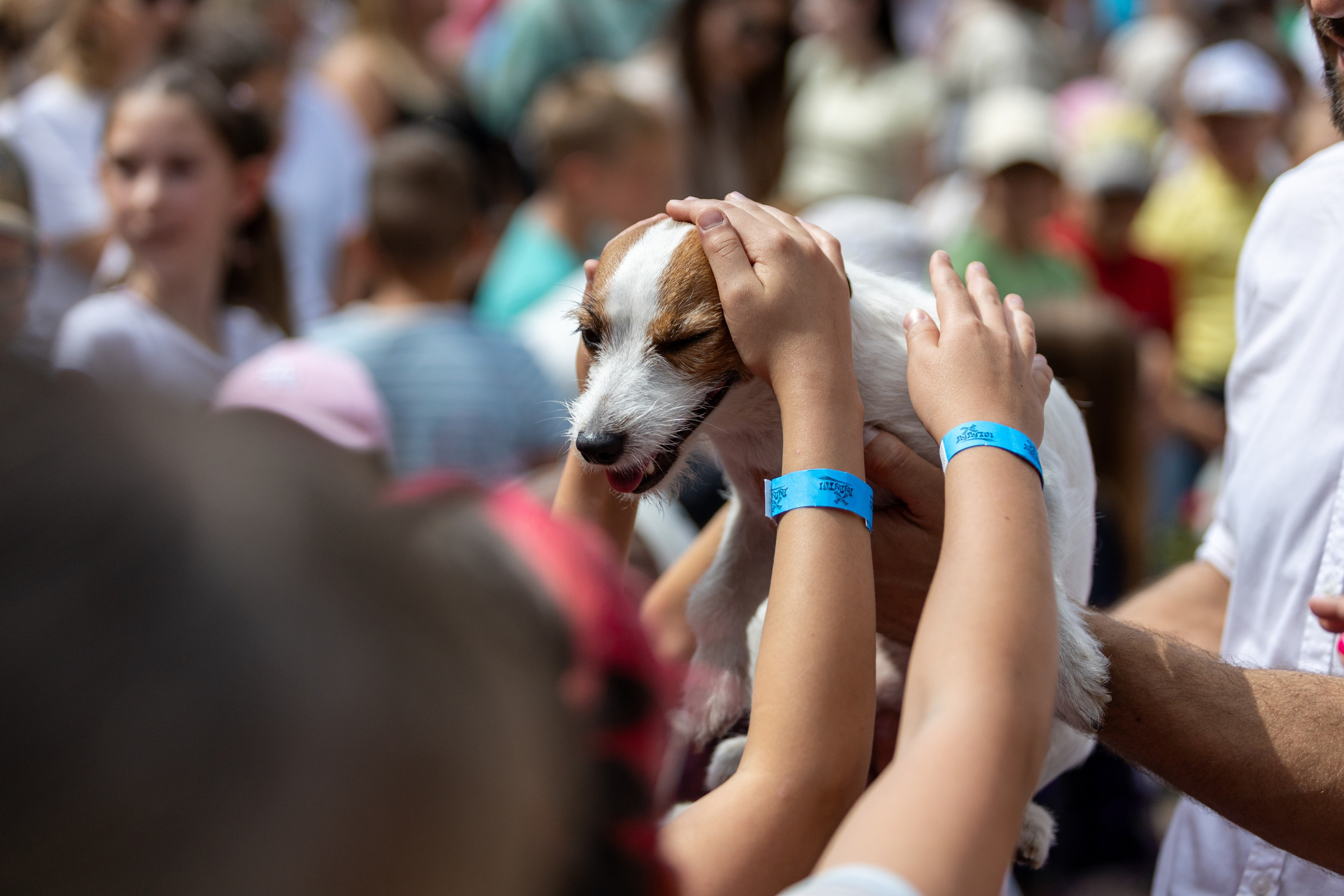 Детифест. Профессиональный интерьерный и репортажный фотограф Минск и РБ. Максим Орлов