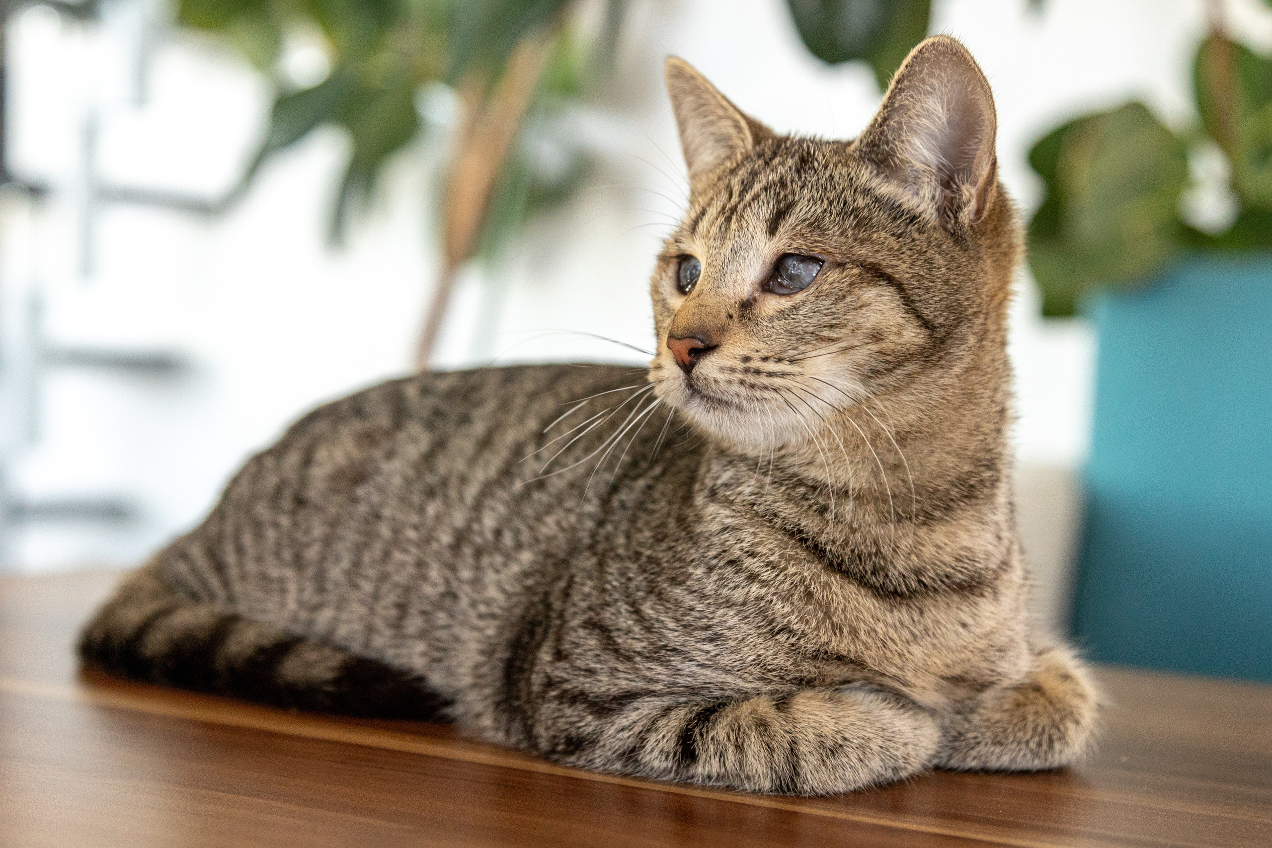Котики для Old Cat. Профессиональный интерьерный и репортажный фотограф Минск и РБ. Максим Орлов