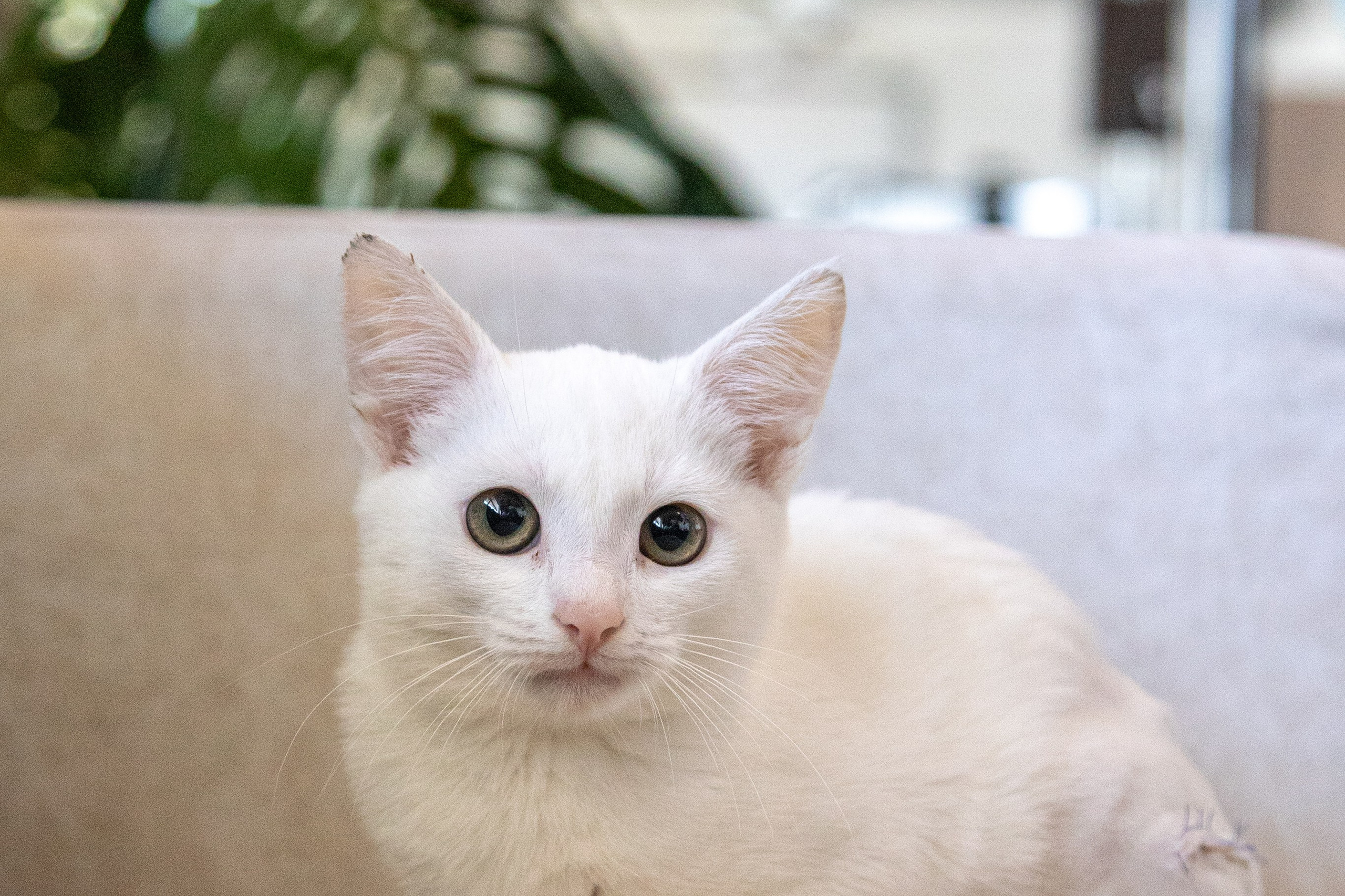 Котики для Old Cat. Профессиональный интерьерный и репортажный фотограф Минск и РБ. Максим Орлов