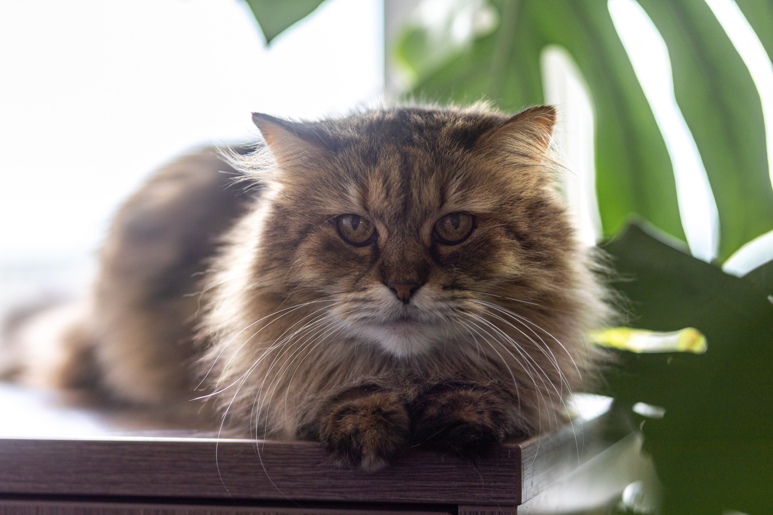 Котики для Old Cat. Профессиональный интерьерный и репортажный фотограф Минск и РБ. Максим Орлов