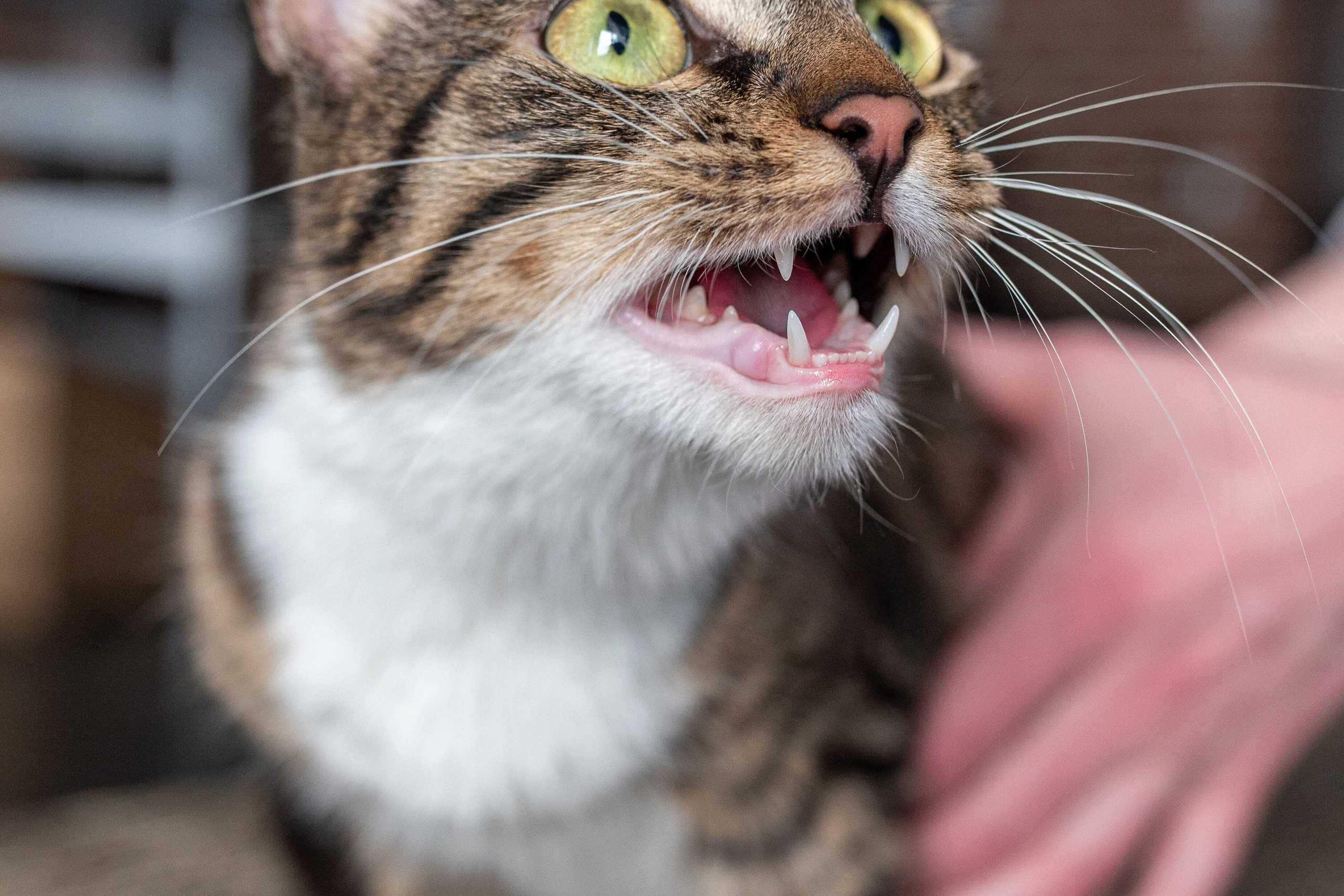 Котики для Old Cat. Профессиональный интерьерный и репортажный фотограф Минск и РБ. Максим Орлов