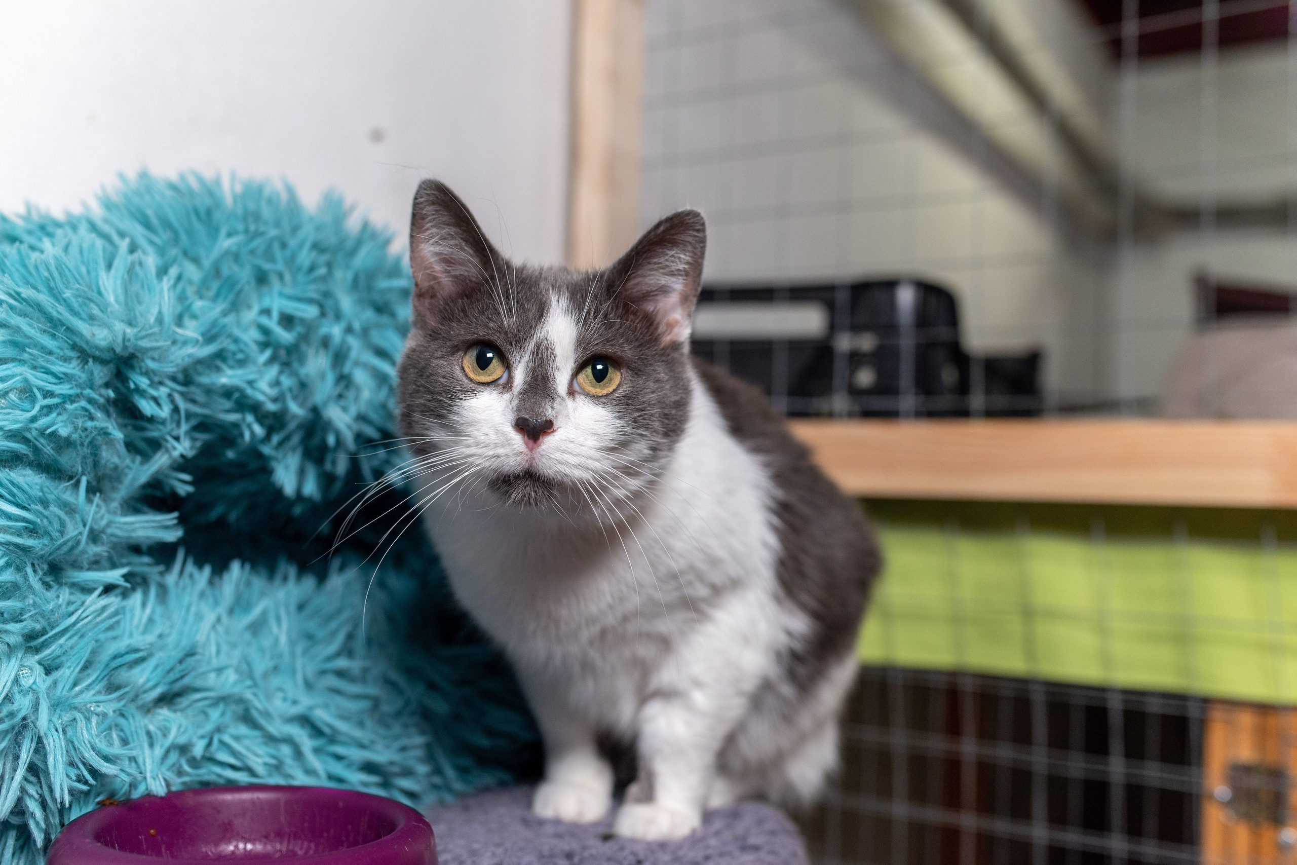 Котики для Old Cat. Профессиональный интерьерный и репортажный фотограф Минск и РБ. Максим Орлов