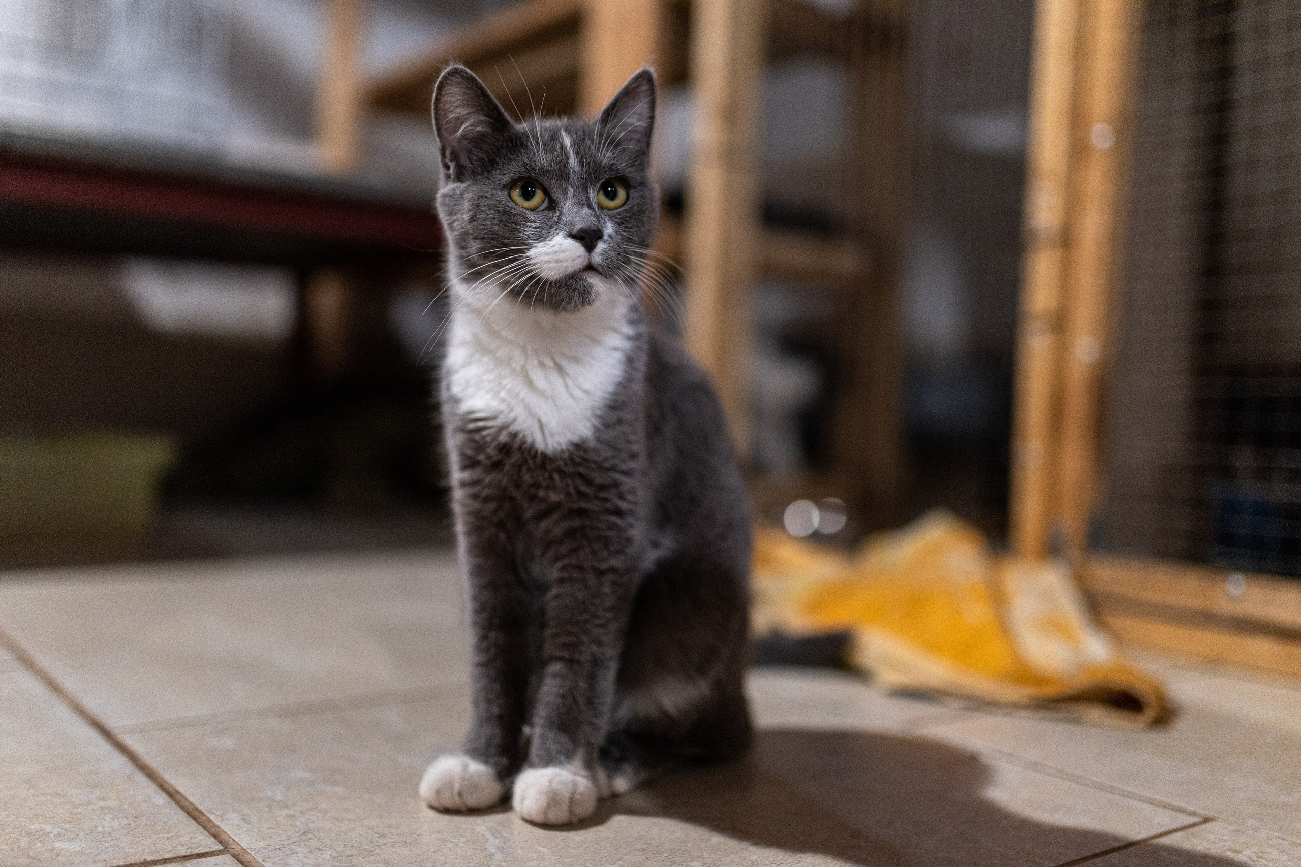 Котики для Old Cat. Профессиональный интерьерный и репортажный фотограф Минск и РБ. Максим Орлов