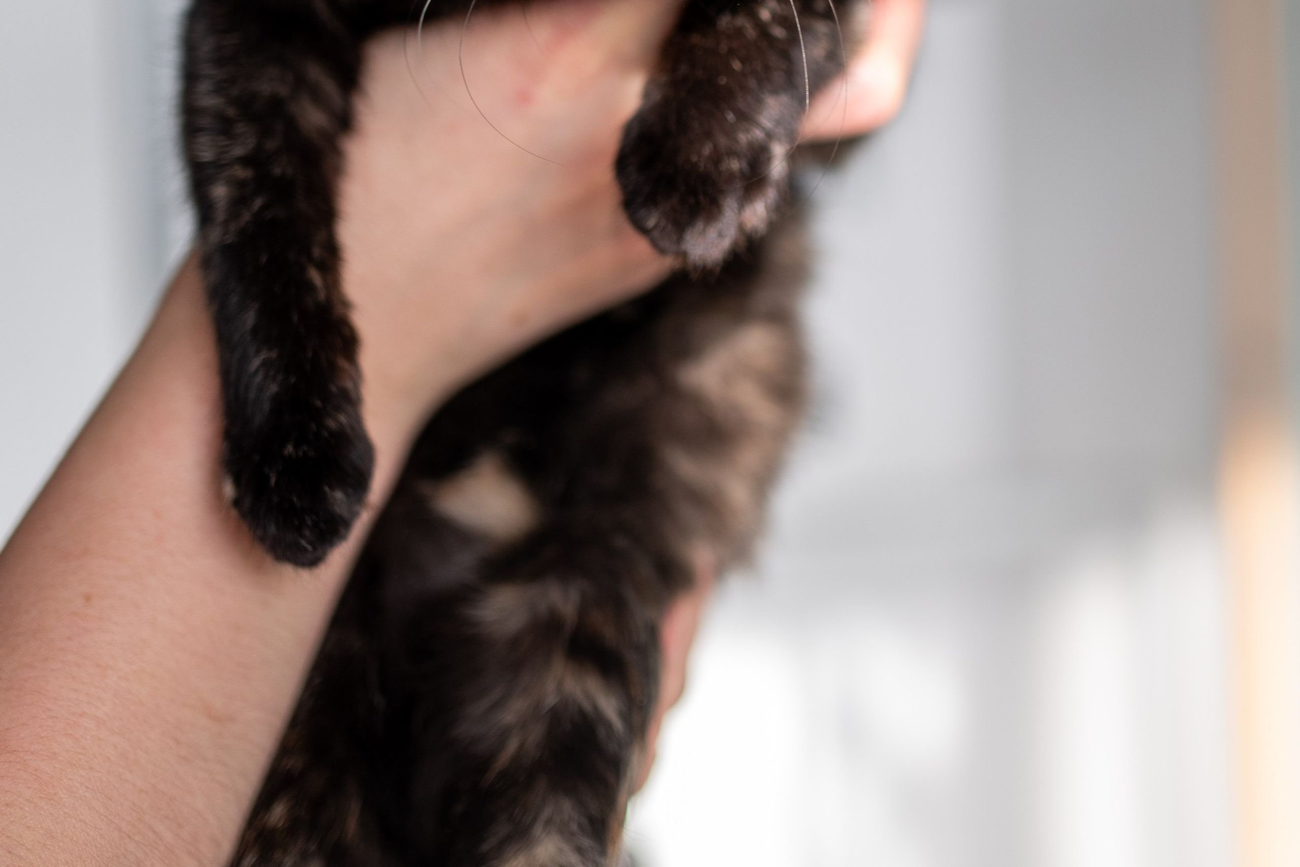 Котики для Old Cat. Профессиональный интерьерный и репортажный фотограф Минск и РБ. Максим Орлов