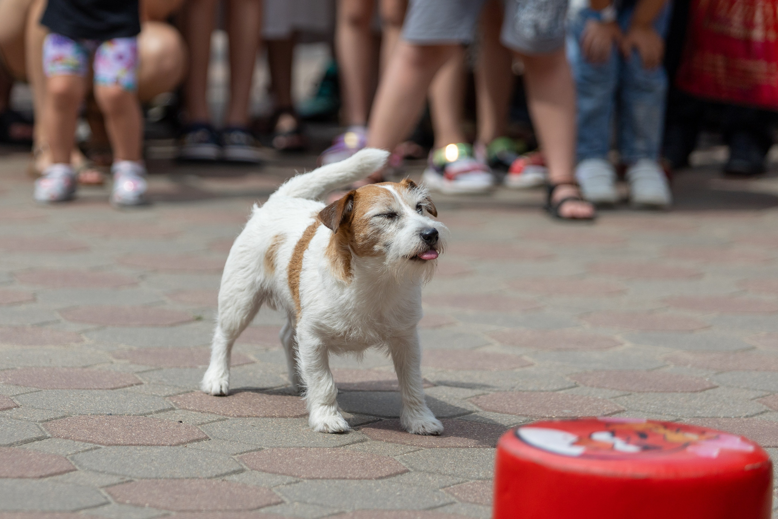 Детифест. Профессиональный интерьерный и репортажный фотограф Минск и РБ. Максим Орлов