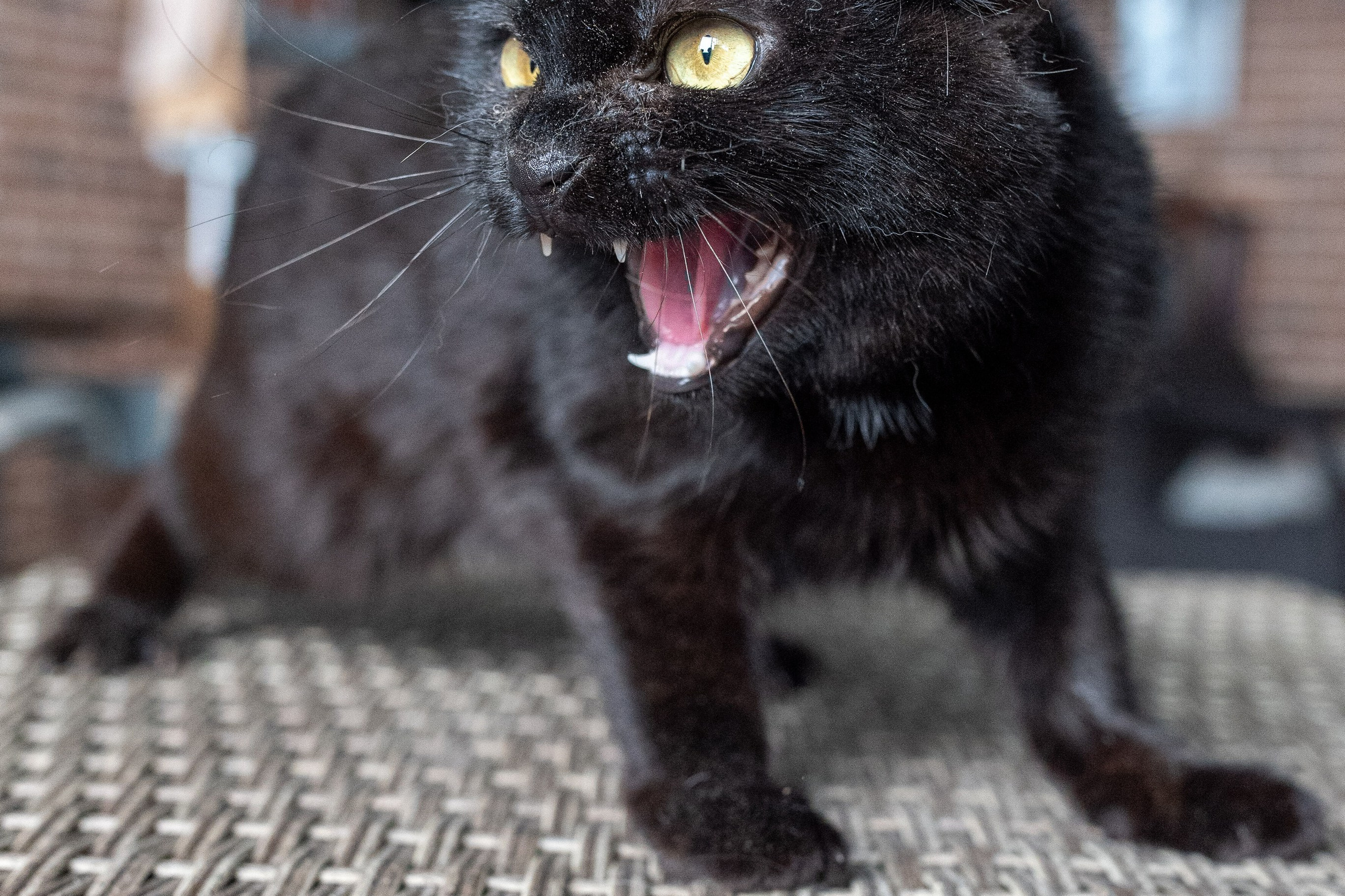 Котики для Old Cat. Профессиональный интерьерный и репортажный фотограф Минск и РБ. Максим Орлов
