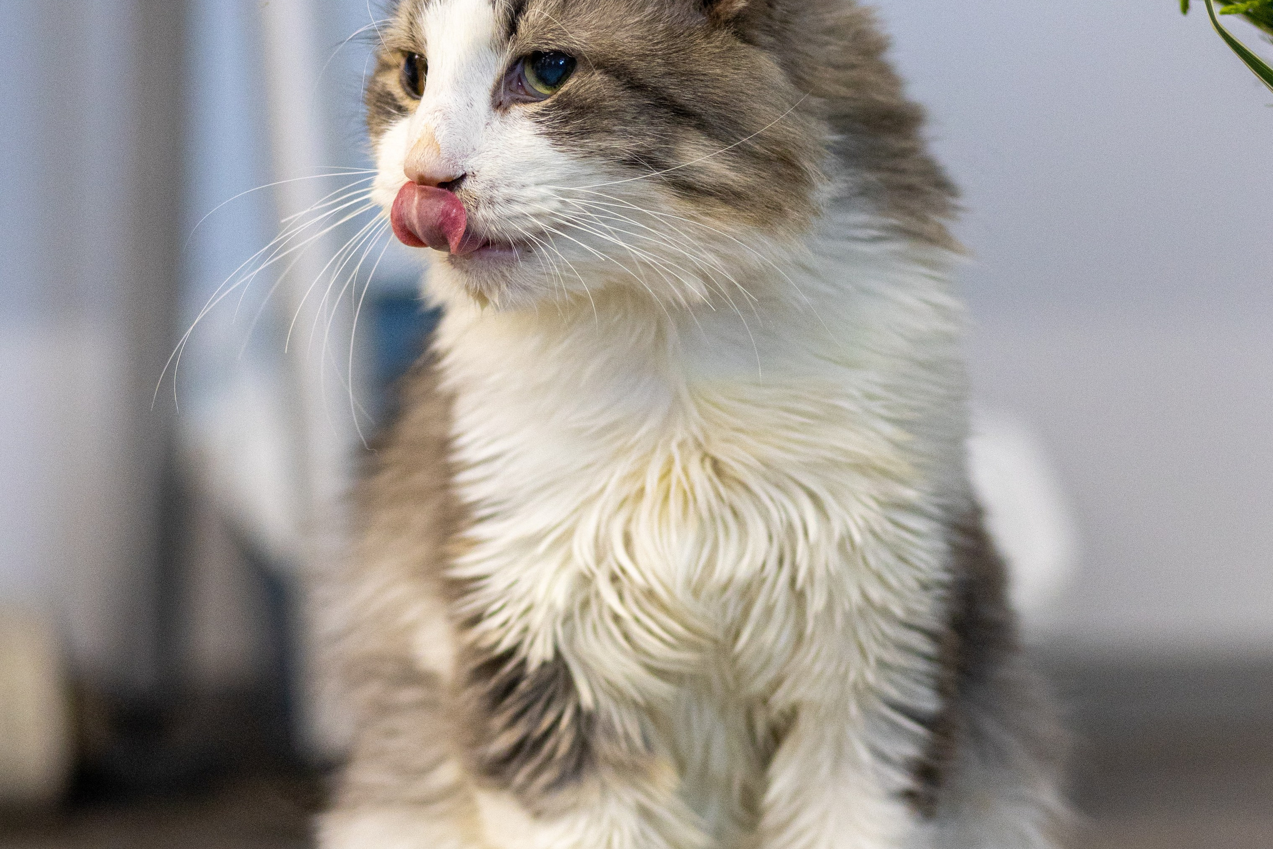 Котики для Old Cat. Профессиональный интерьерный и репортажный фотограф Минск и РБ. Максим Орлов