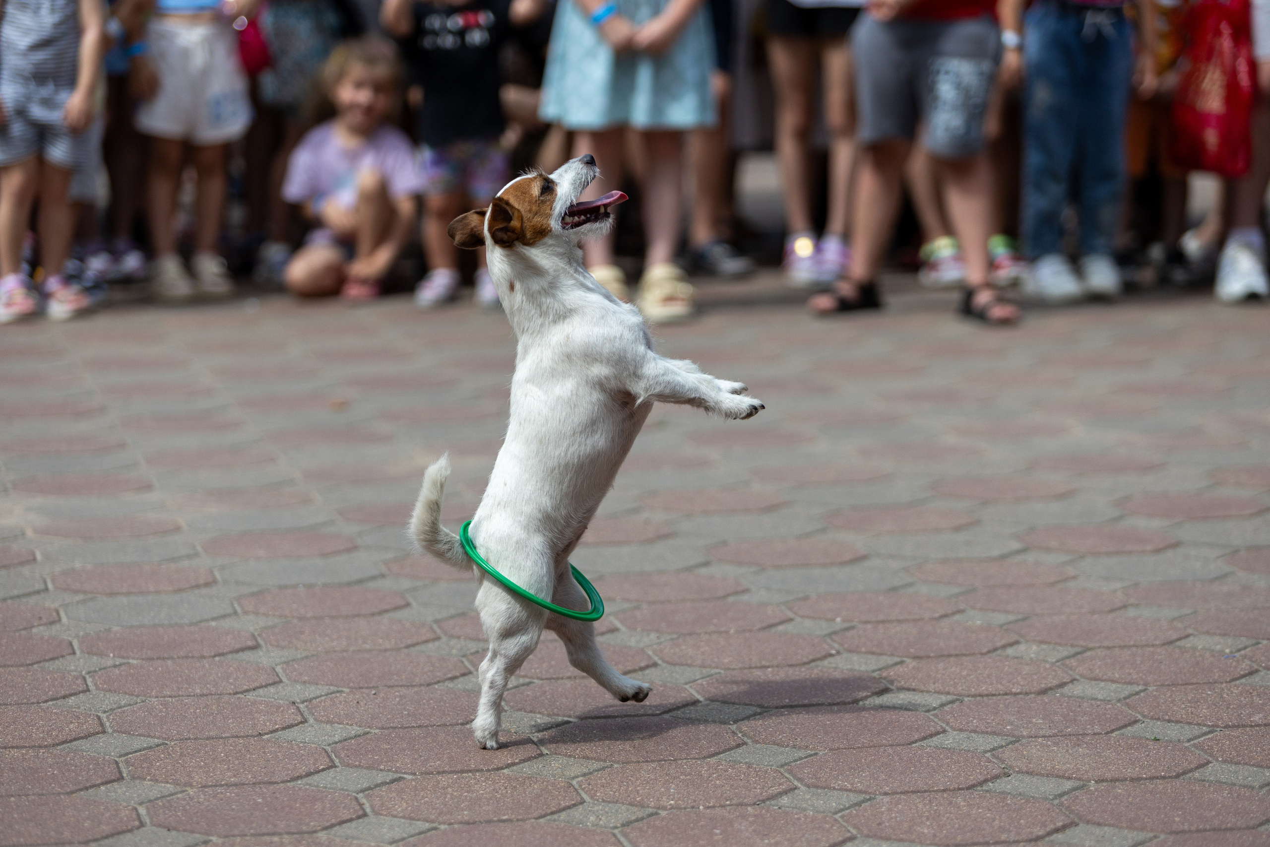 Детифест. Профессиональный интерьерный и репортажный фотограф Минск и РБ. Максим Орлов