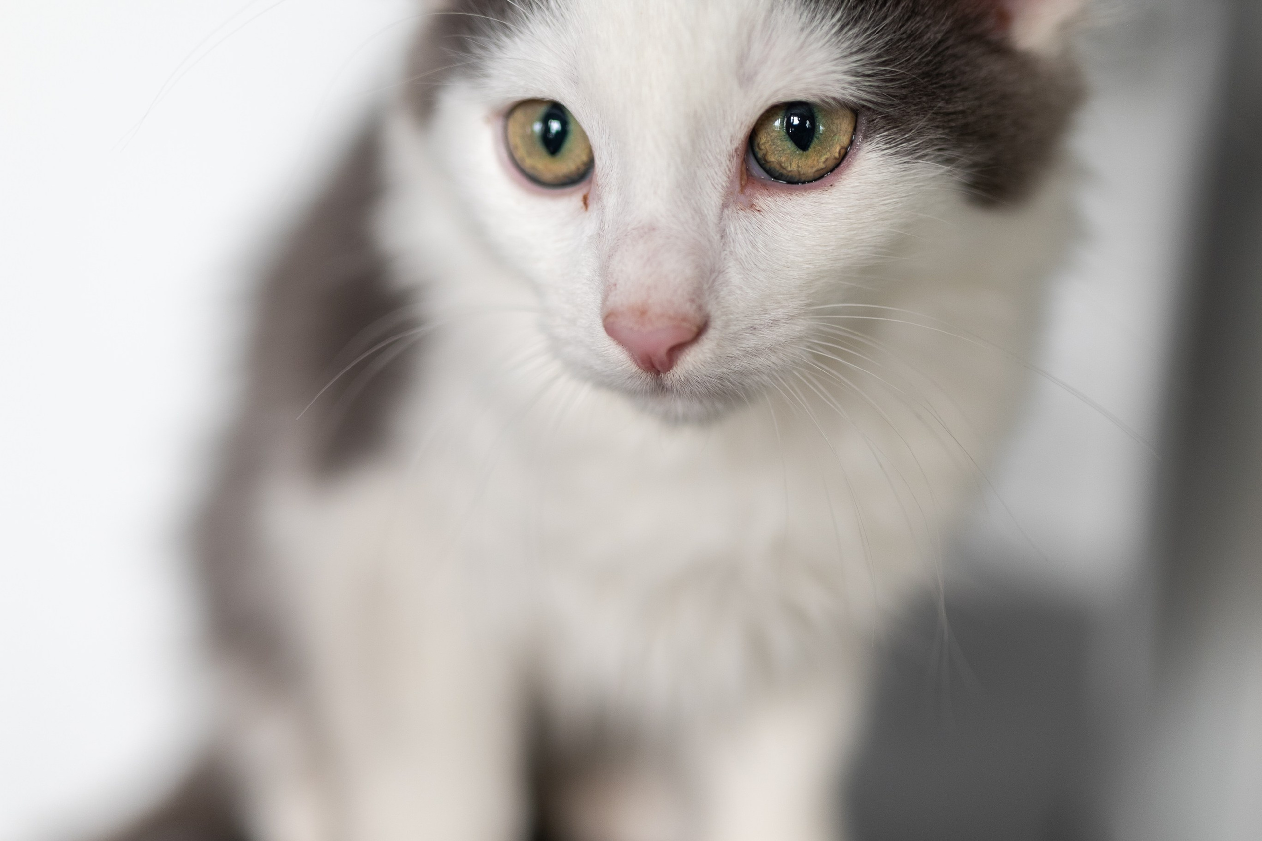 Котики для Old Cat. Профессиональный интерьерный и репортажный фотограф Минск и РБ. Максим Орлов