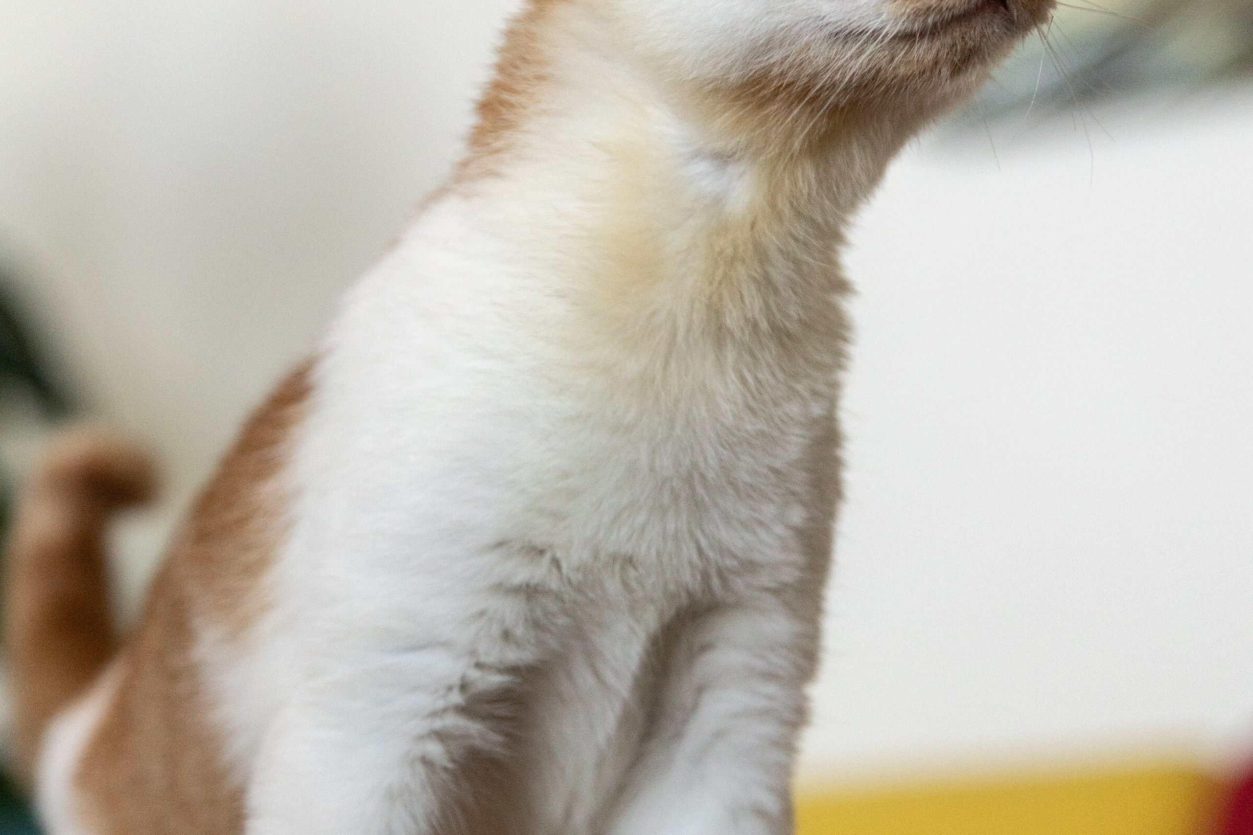 Котики для Old Cat. Профессиональный интерьерный и репортажный фотограф Минск и РБ. Максим Орлов