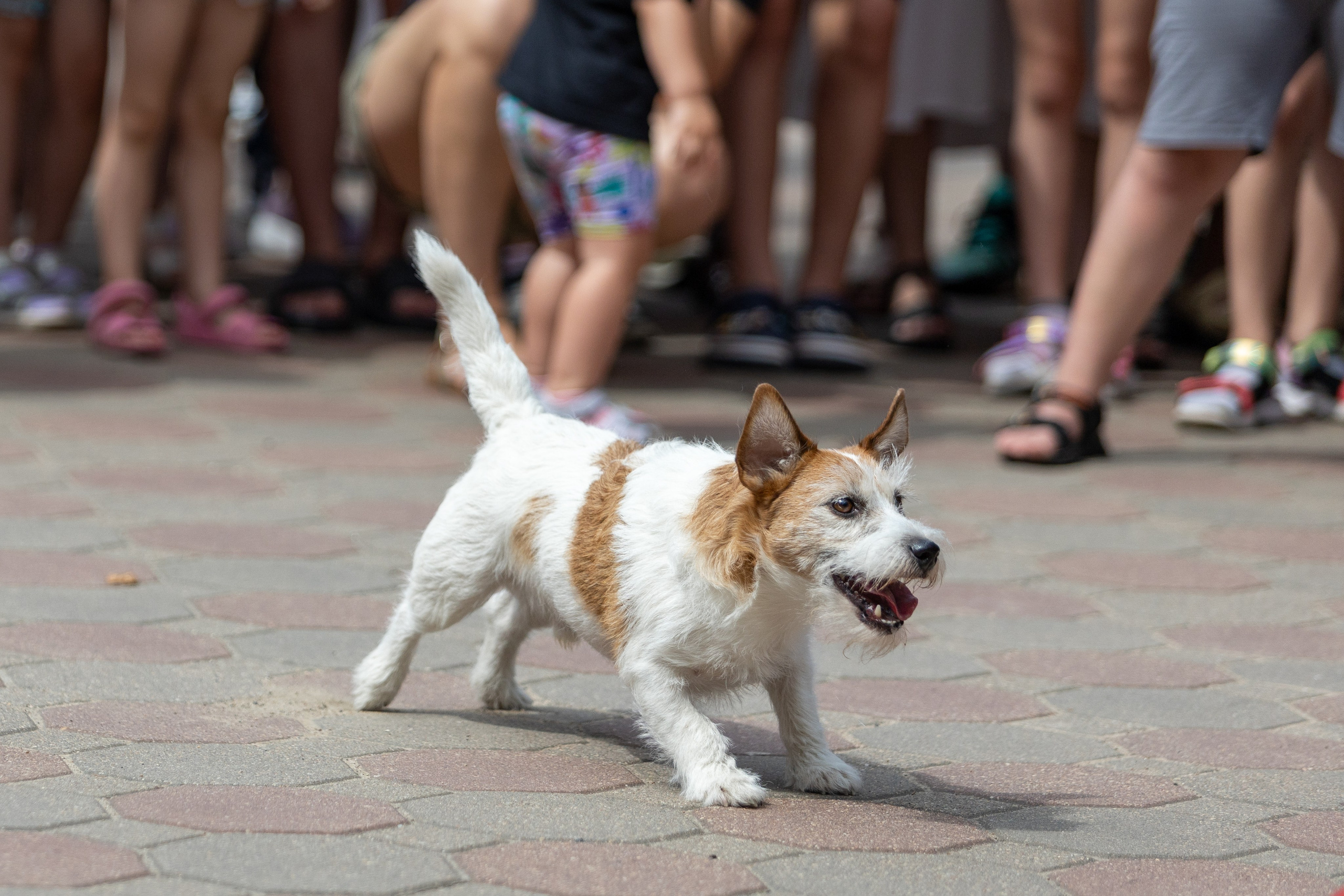 Детифест. Профессиональный интерьерный и репортажный фотограф Минск и РБ. Максим Орлов