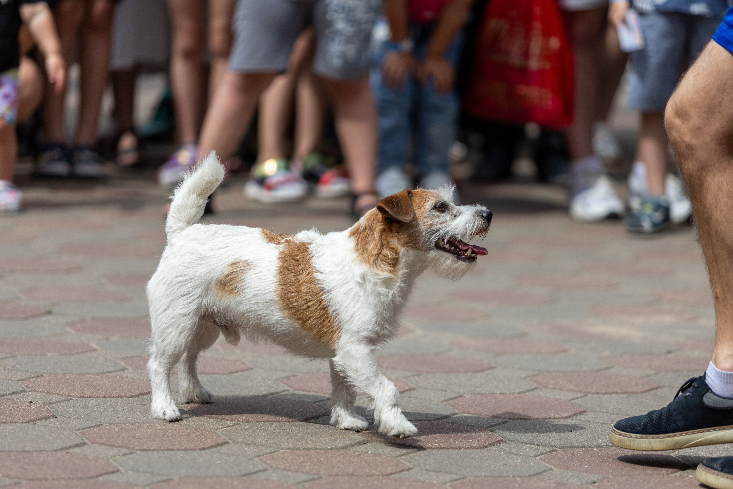 Детифест. Профессиональный интерьерный и репортажный фотограф Минск и РБ. Максим Орлов