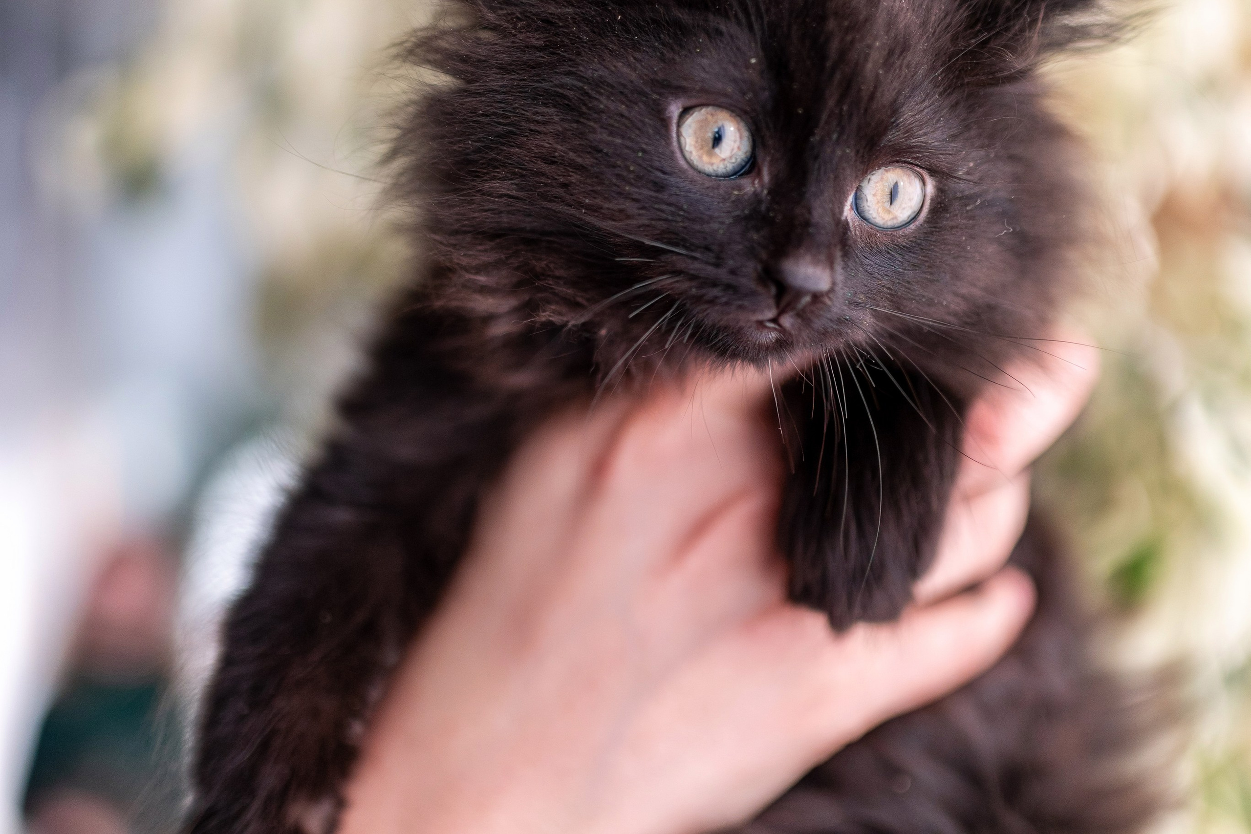 Котики для Old Cat. Профессиональный интерьерный и репортажный фотограф Минск и РБ. Максим Орлов