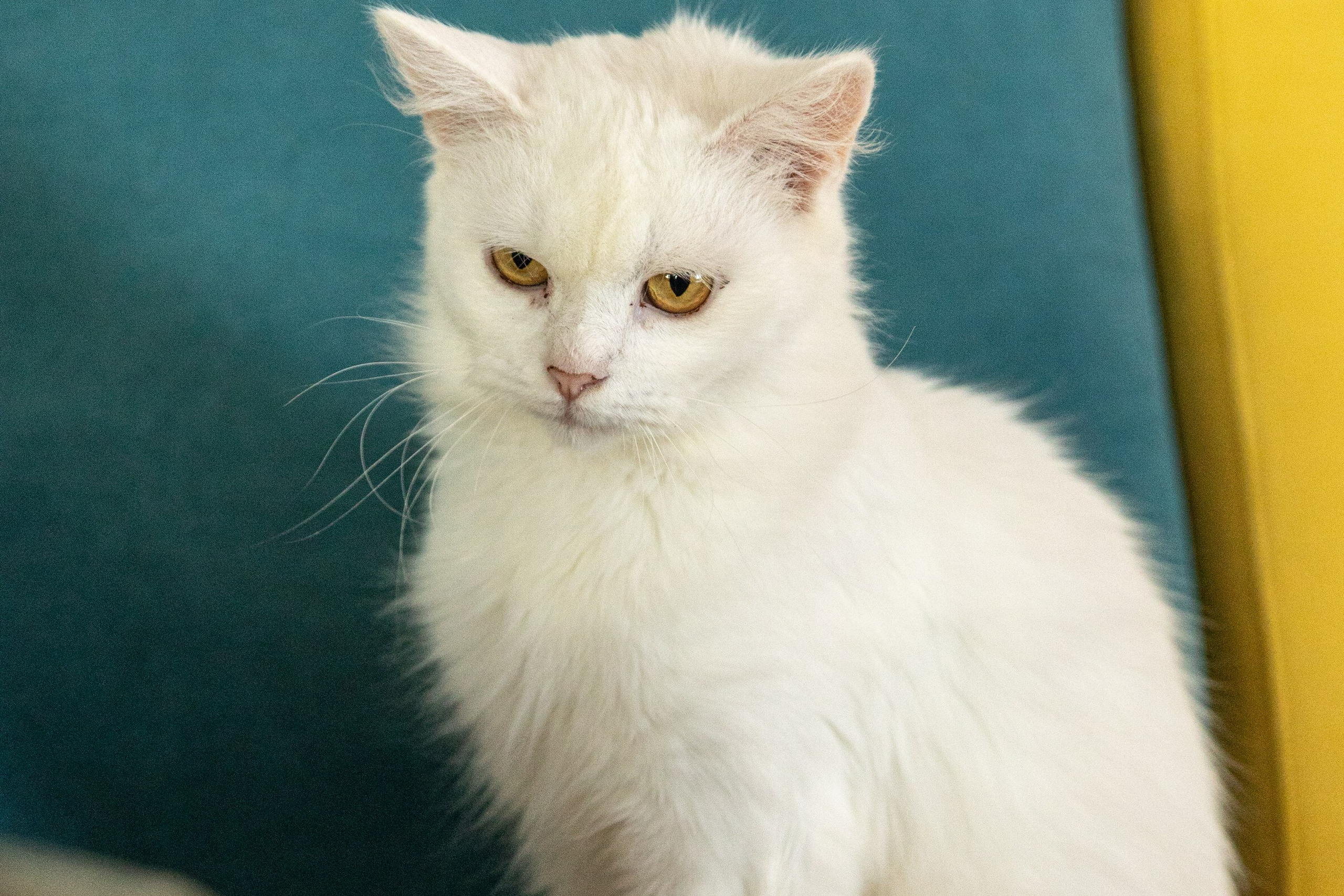 Котики для Old Cat. Профессиональный интерьерный и репортажный фотограф Минск и РБ. Максим Орлов