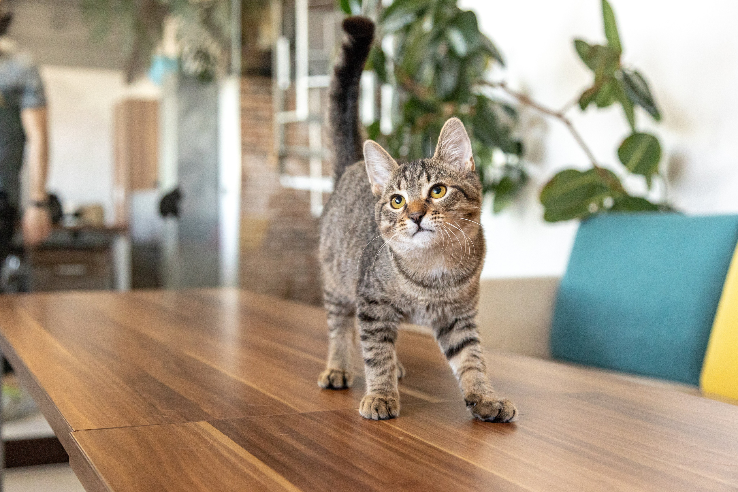 Котики для Old Cat. Профессиональный интерьерный и репортажный фотограф Минск и РБ. Максим Орлов