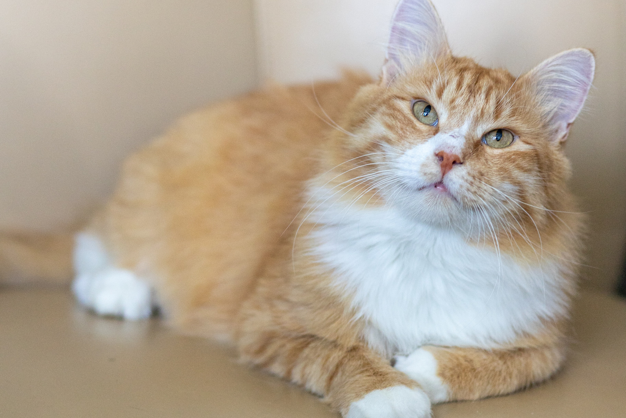 Котики для Old Cat. Профессиональный интерьерный и репортажный фотограф Минск и РБ. Максим Орлов