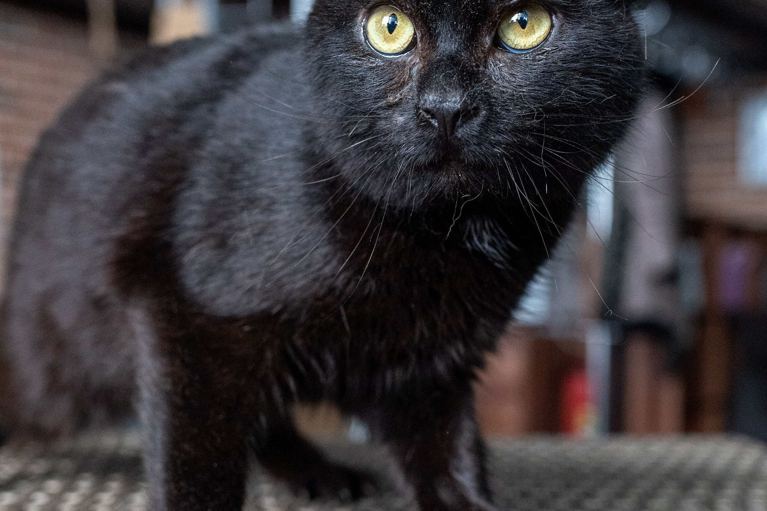 Котики для Old Cat. Профессиональный интерьерный и репортажный фотограф Минск и РБ. Максим Орлов