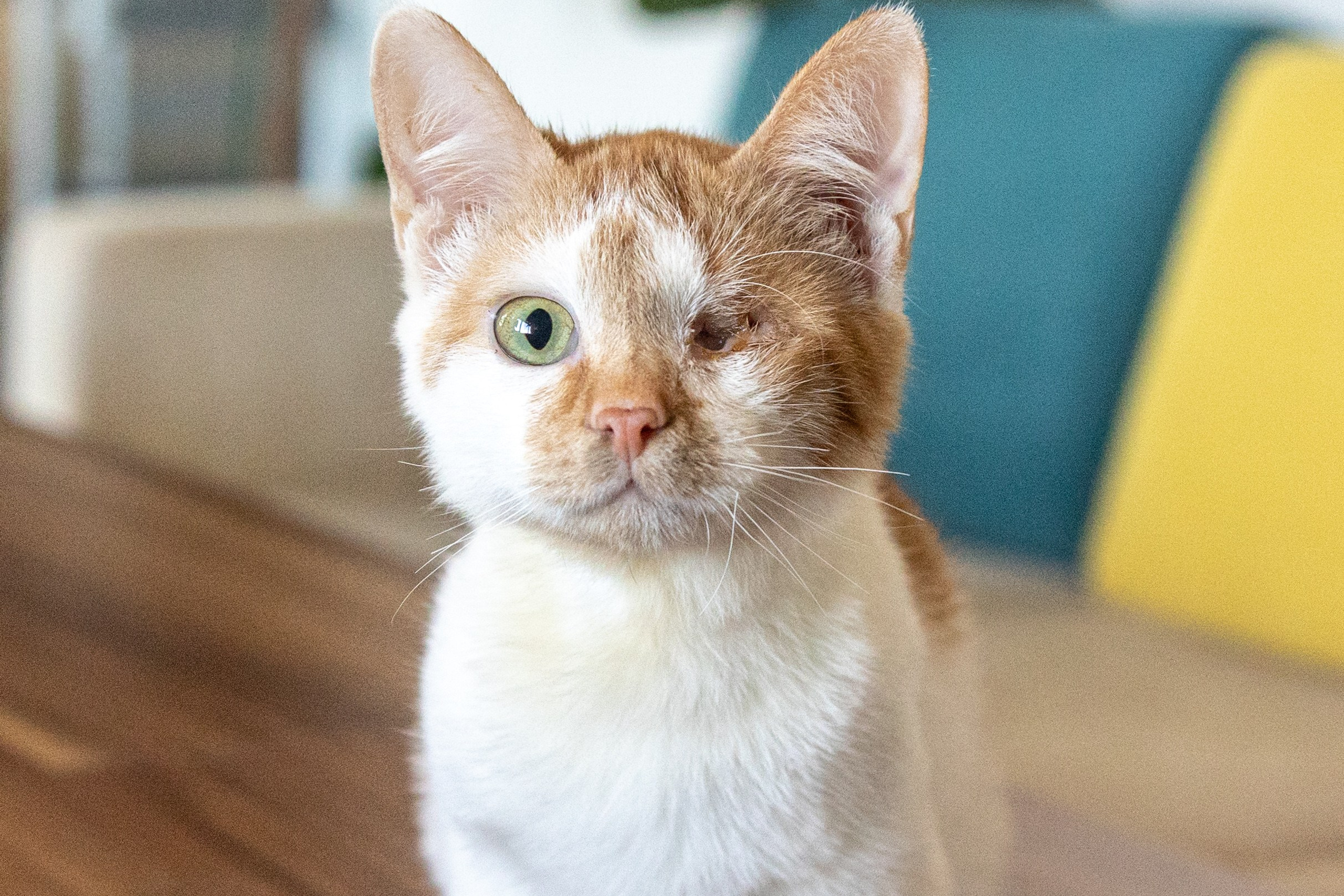 Котики для Old Cat. Профессиональный интерьерный и репортажный фотограф Минск и РБ. Максим Орлов