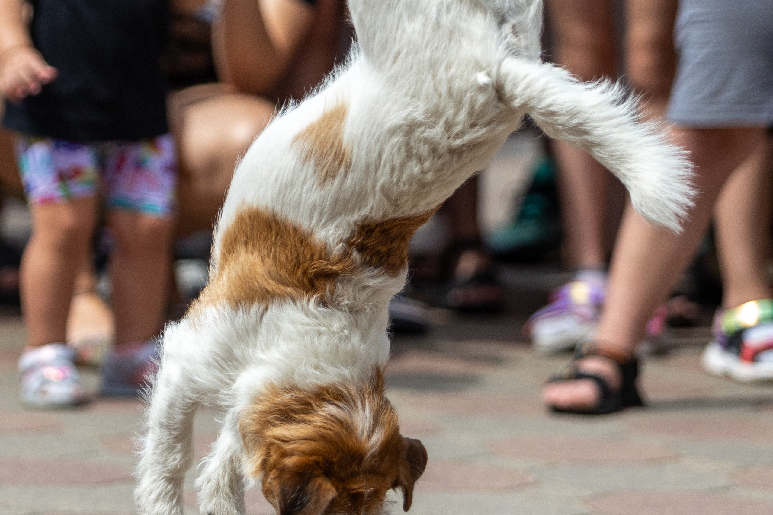 Детифест. Профессиональный интерьерный и репортажный фотограф Минск и РБ. Максим Орлов