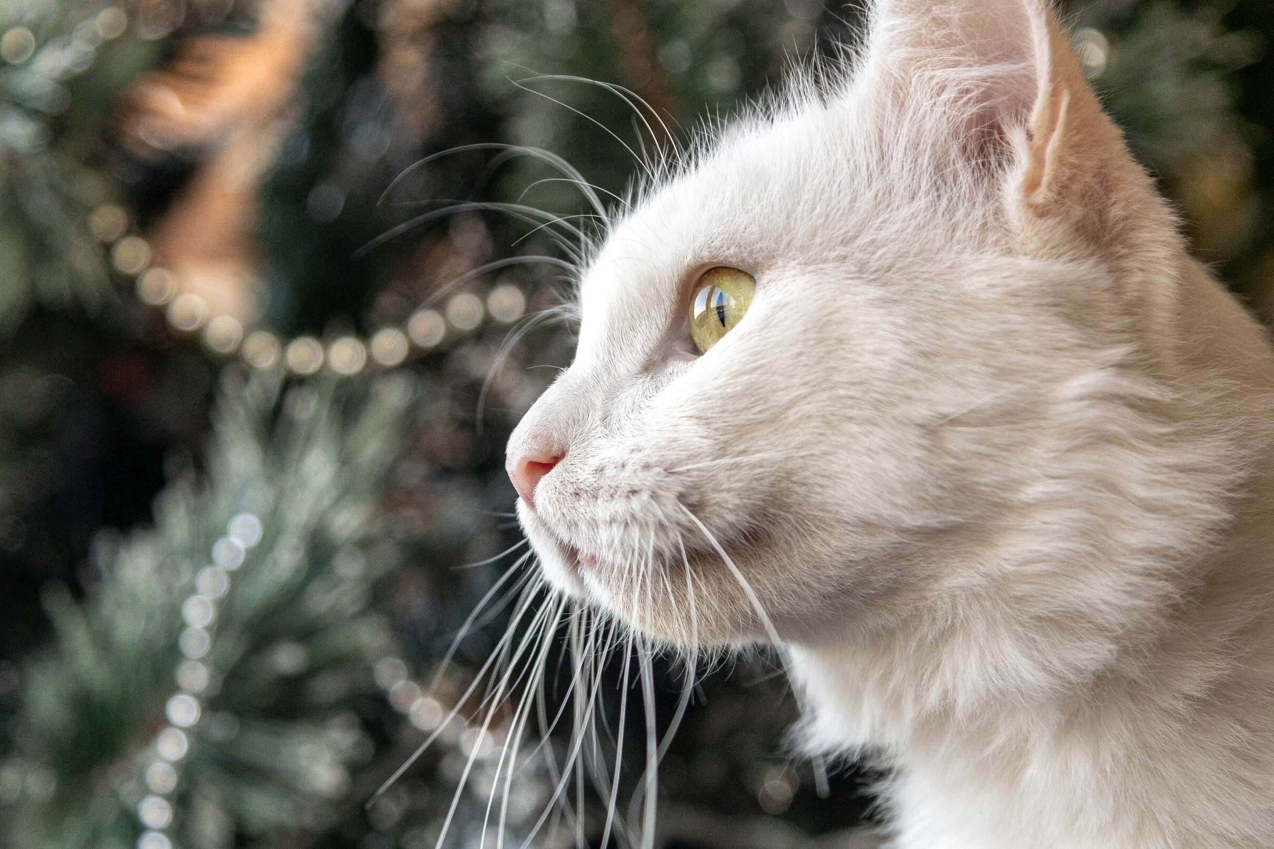 Котики для Old Cat. Профессиональный интерьерный и репортажный фотограф Минск и РБ. Максим Орлов