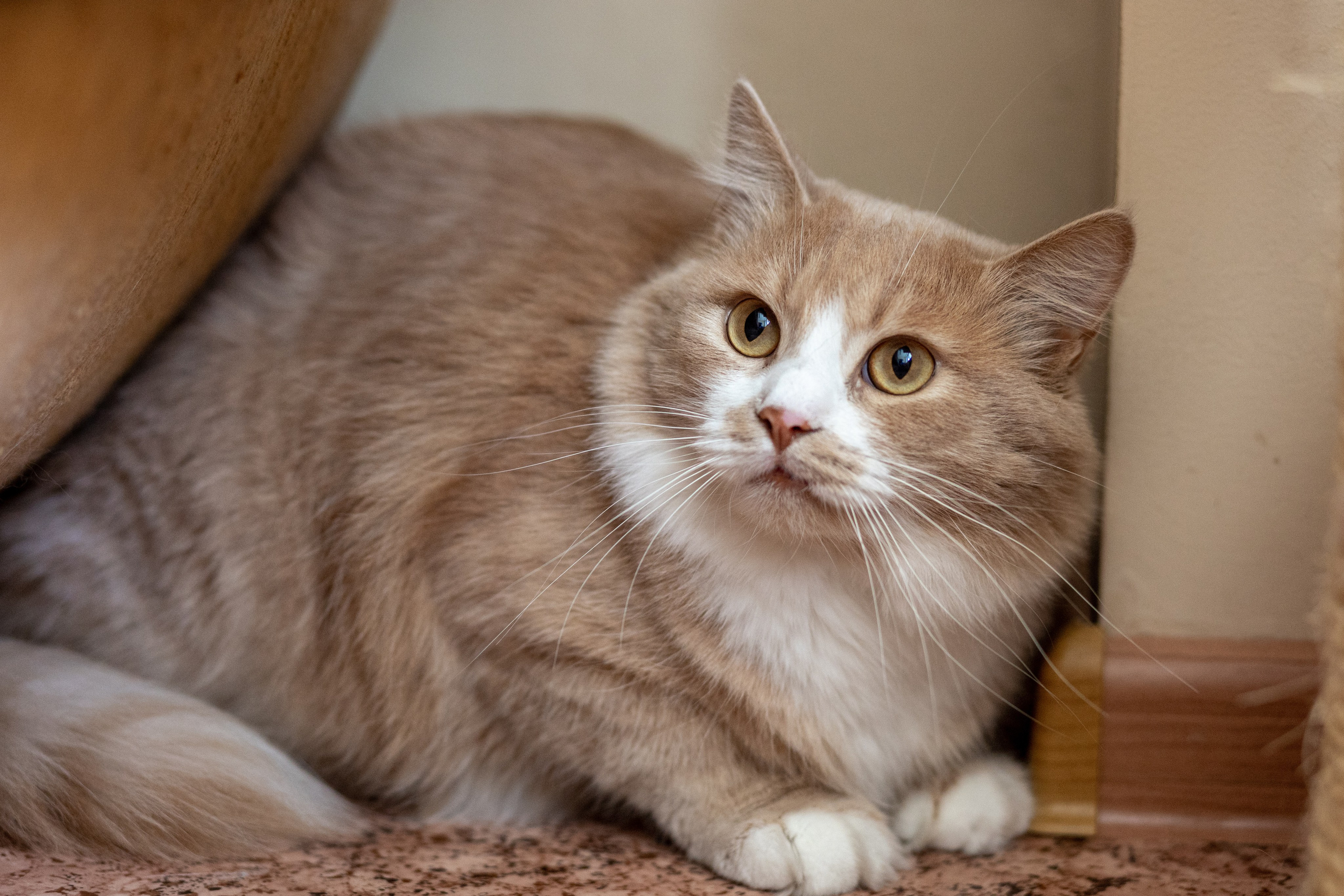 Котики для Old Cat. Профессиональный интерьерный и репортажный фотограф Минск и РБ. Максим Орлов