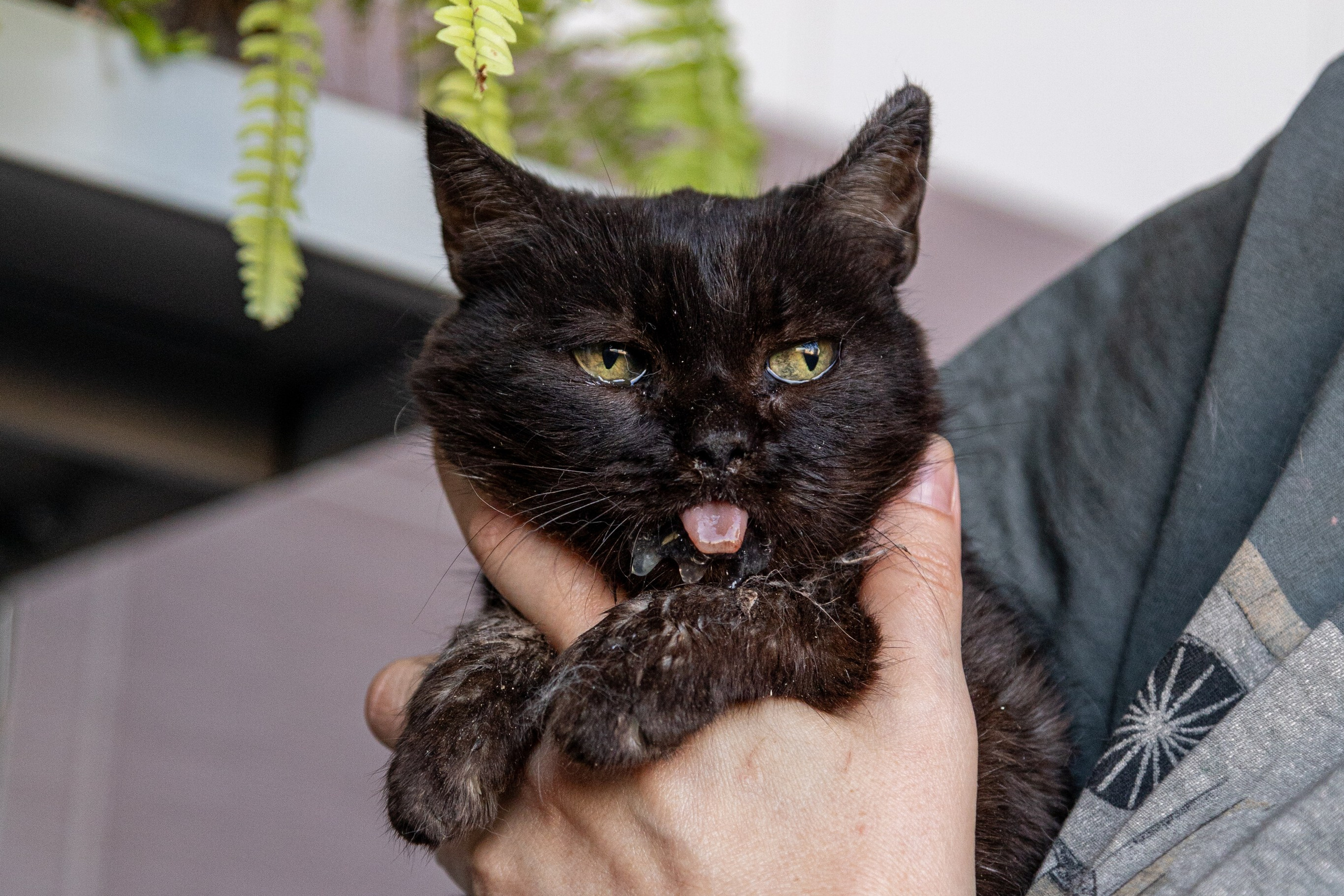 Котики для Old Cat. Профессиональный интерьерный и репортажный фотограф Минск и РБ. Максим Орлов