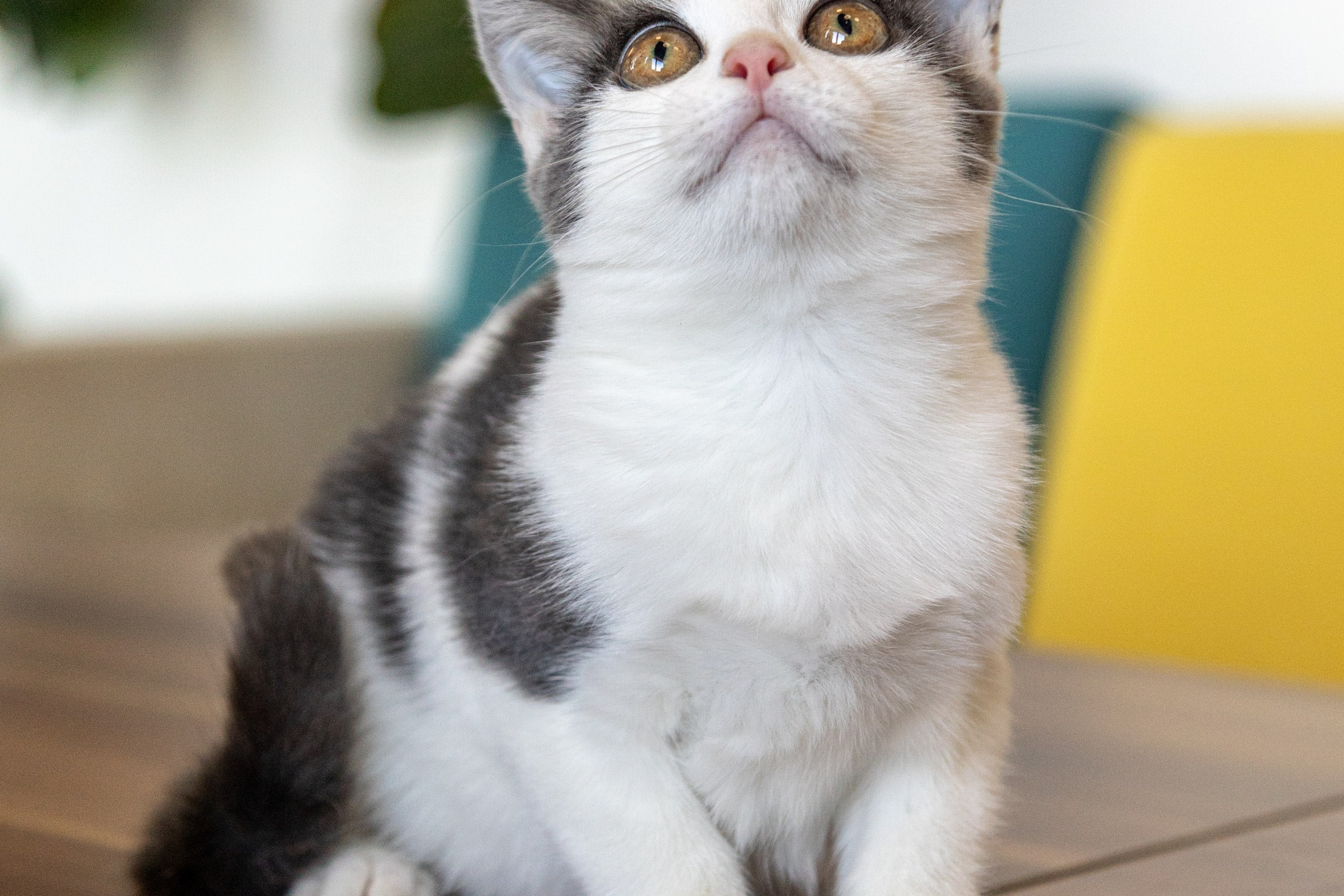 Котики для Old Cat. Профессиональный интерьерный и репортажный фотограф Минск и РБ. Максим Орлов