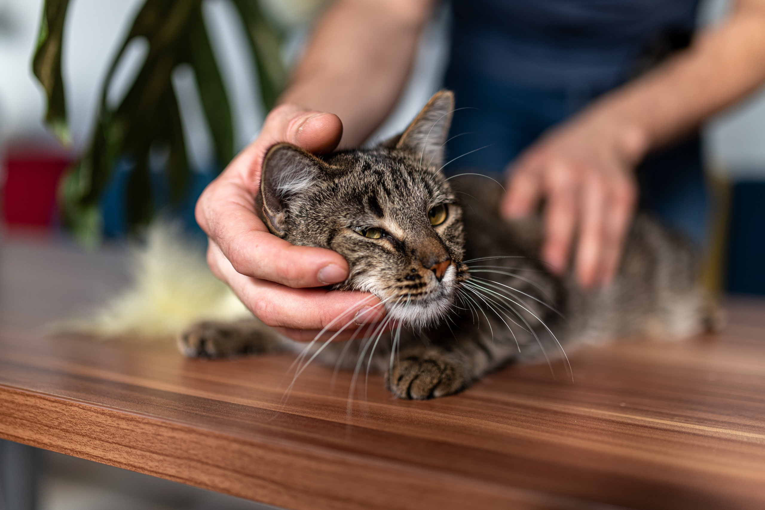 Котики для Old Cat. Профессиональный интерьерный и репортажный фотограф Минск и РБ. Максим Орлов