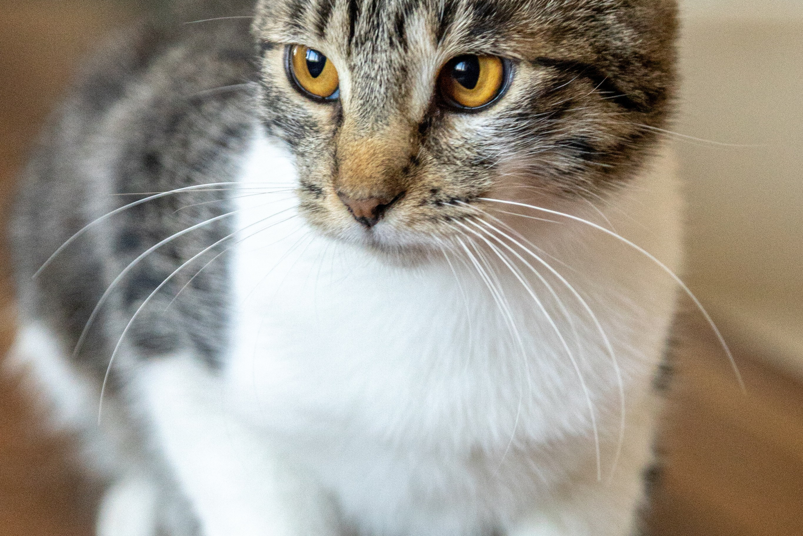 Котики для Old Cat. Профессиональный интерьерный и репортажный фотограф Минск и РБ. Максим Орлов