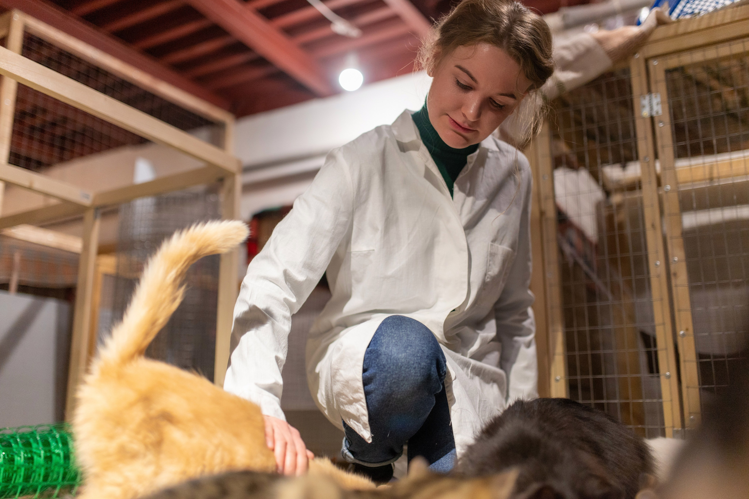 Котики для Old Cat. Профессиональный интерьерный и репортажный фотограф Минск и РБ. Максим Орлов