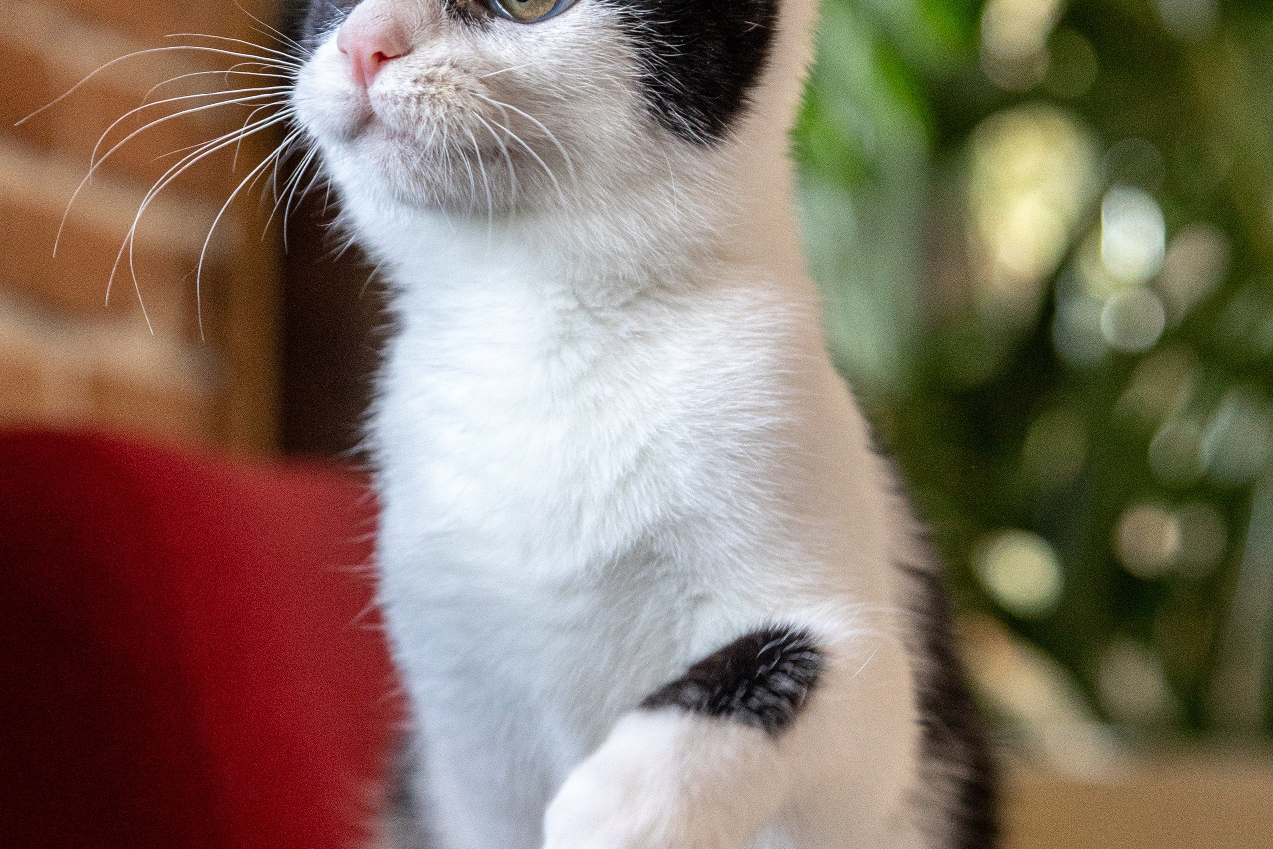 Котики для Old Cat. Профессиональный интерьерный и репортажный фотограф Минск и РБ. Максим Орлов