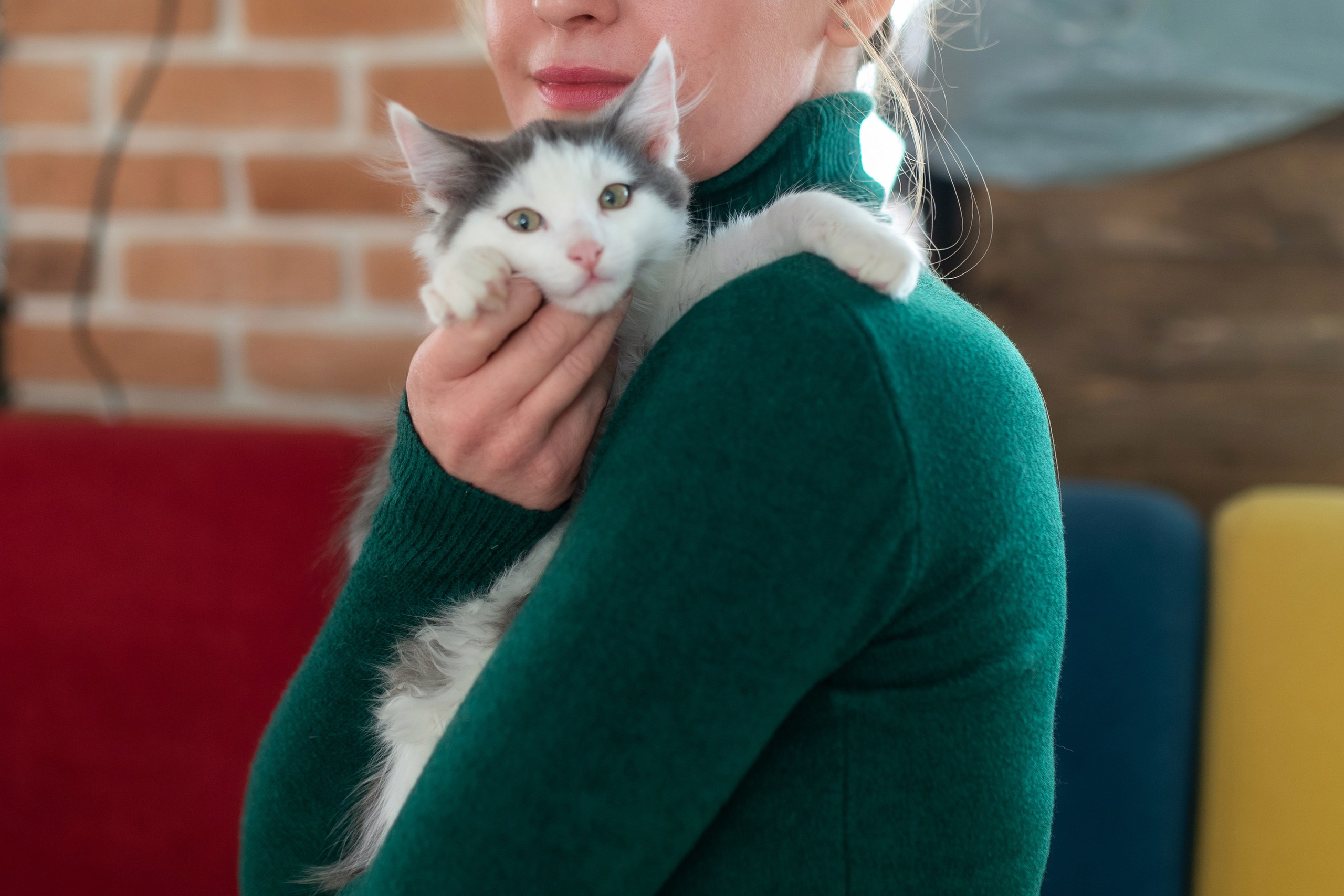 Котики для Old Cat. Профессиональный интерьерный и репортажный фотограф Минск и РБ. Максим Орлов