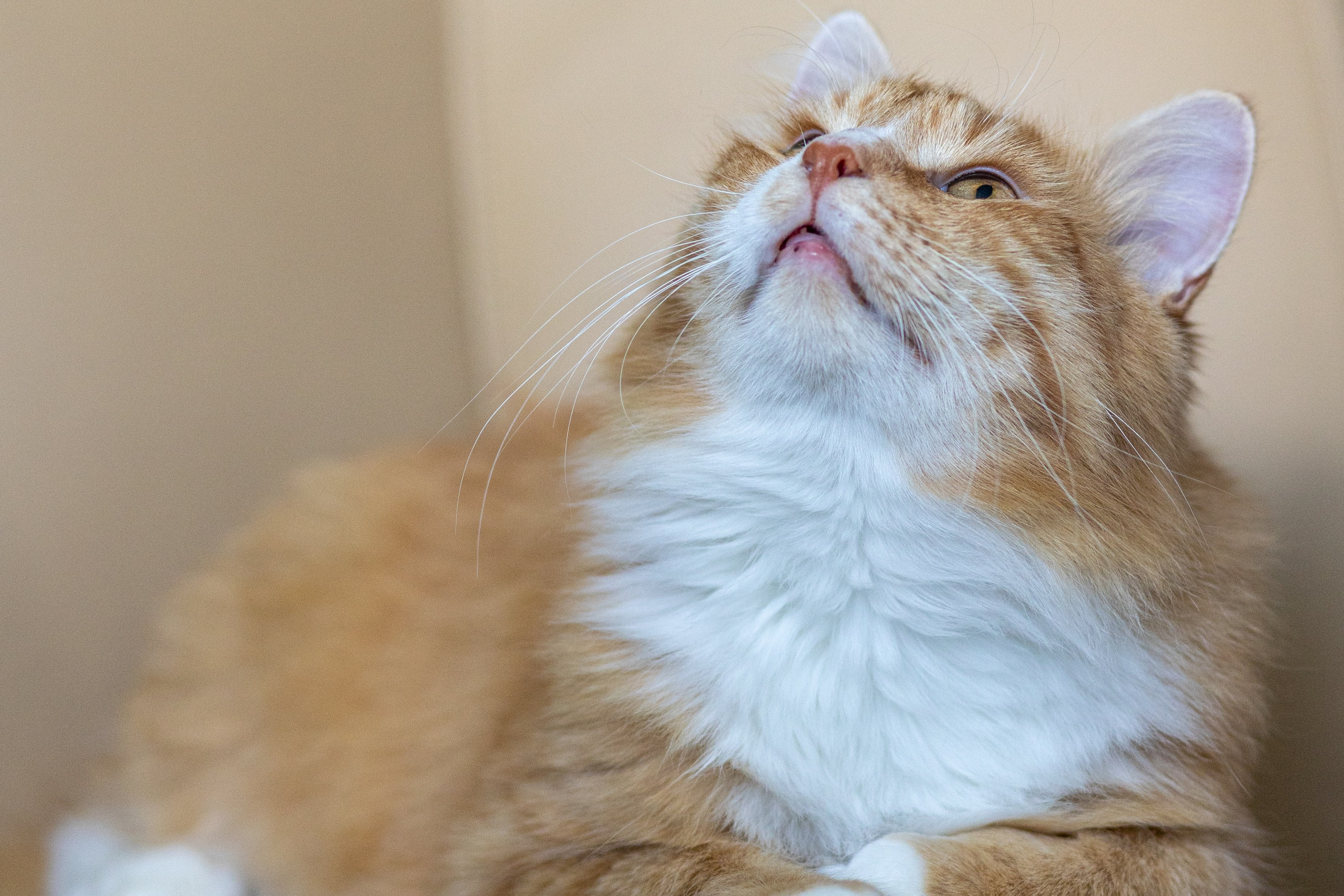 Котики для Old Cat. Профессиональный интерьерный и репортажный фотограф Минск и РБ. Максим Орлов