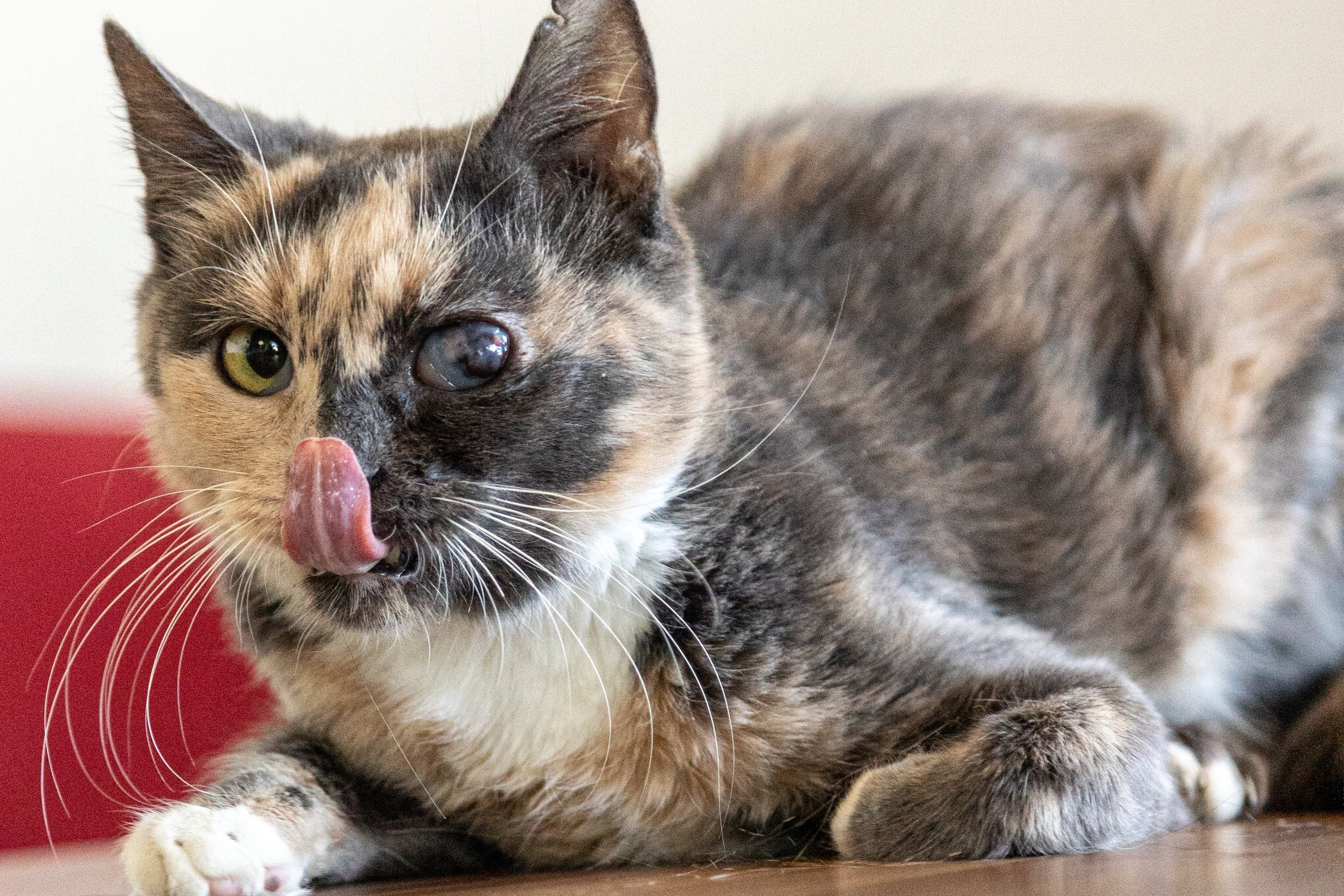 Котики для Old Cat. Профессиональный интерьерный и репортажный фотограф Минск и РБ. Максим Орлов
