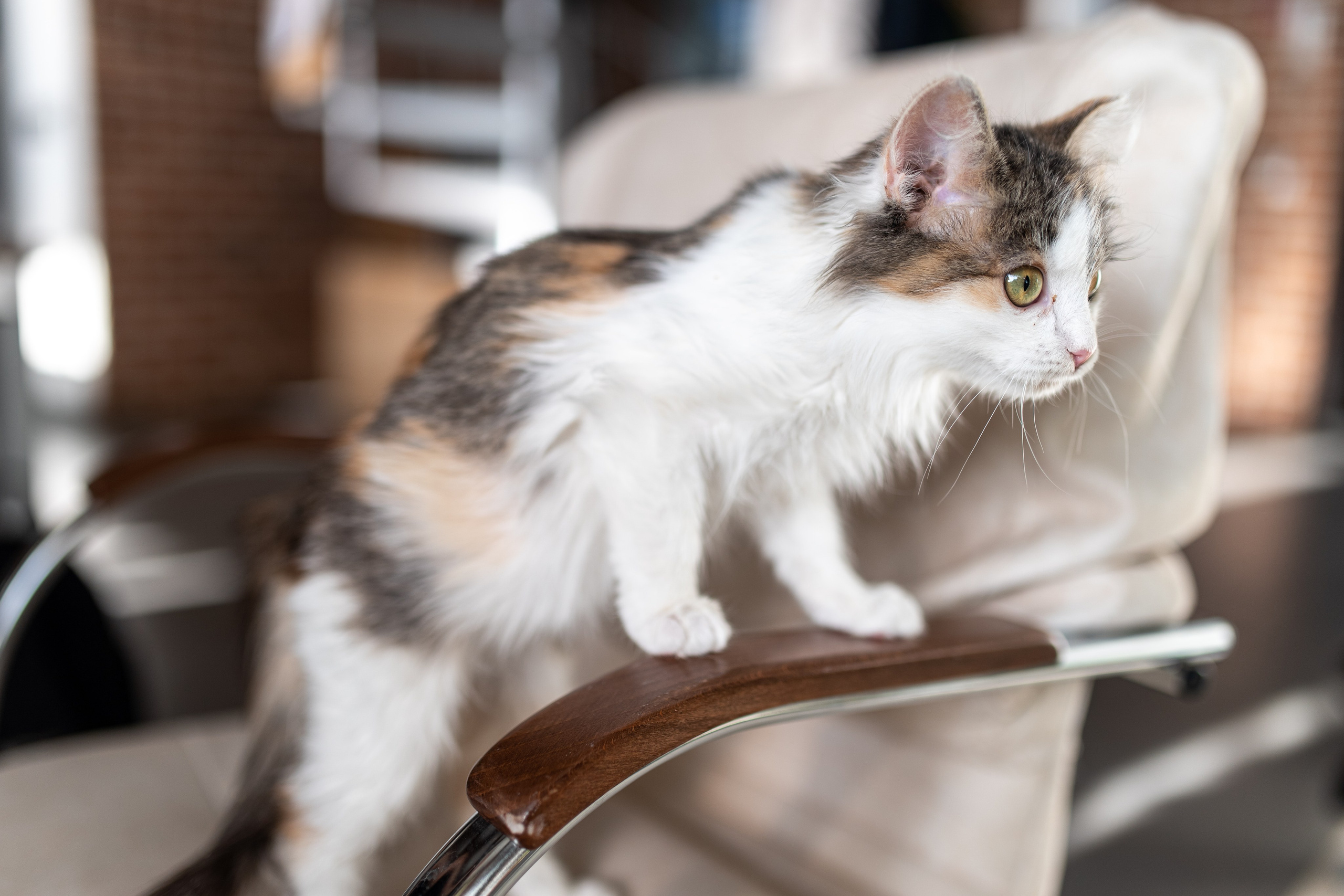 Котики для Old Cat. Профессиональный интерьерный и репортажный фотограф Минск и РБ. Максим Орлов