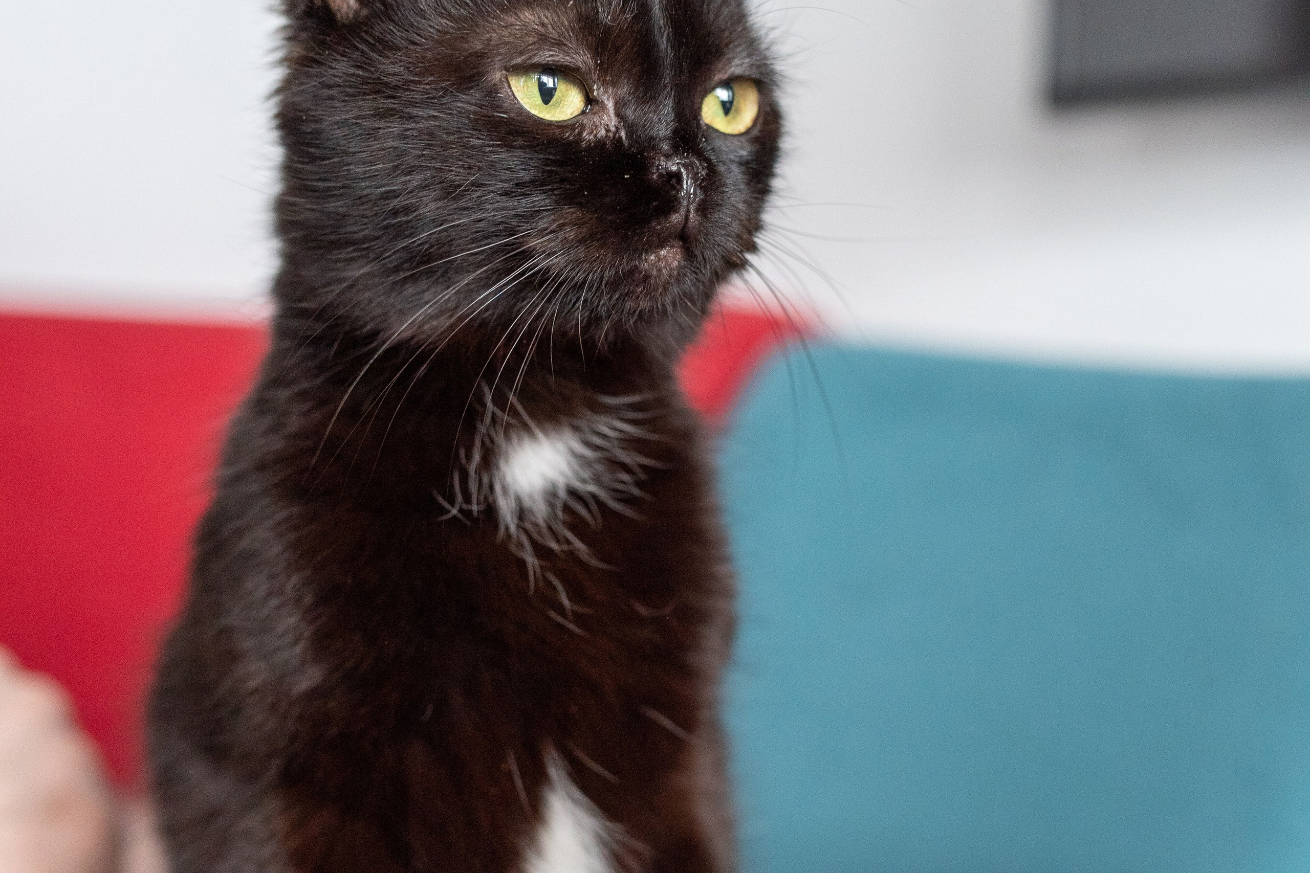 Котики для Old Cat. Профессиональный интерьерный и репортажный фотограф Минск и РБ. Максим Орлов