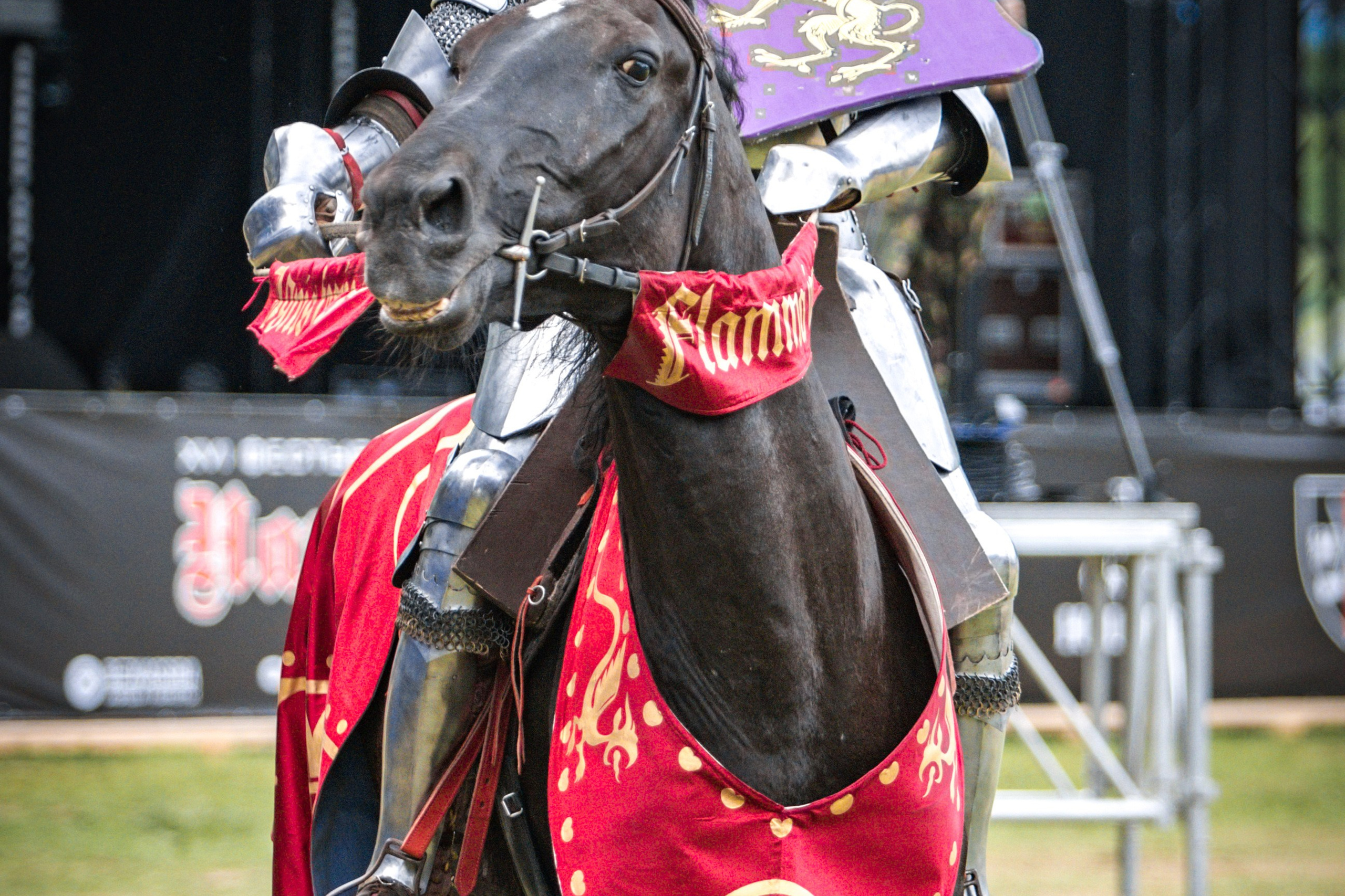 Наш Грюнвальд 2025. Рыцарский турнир. Профессиональный интерьерный и репортажный фотограф Минск и РБ. Максим Орлов