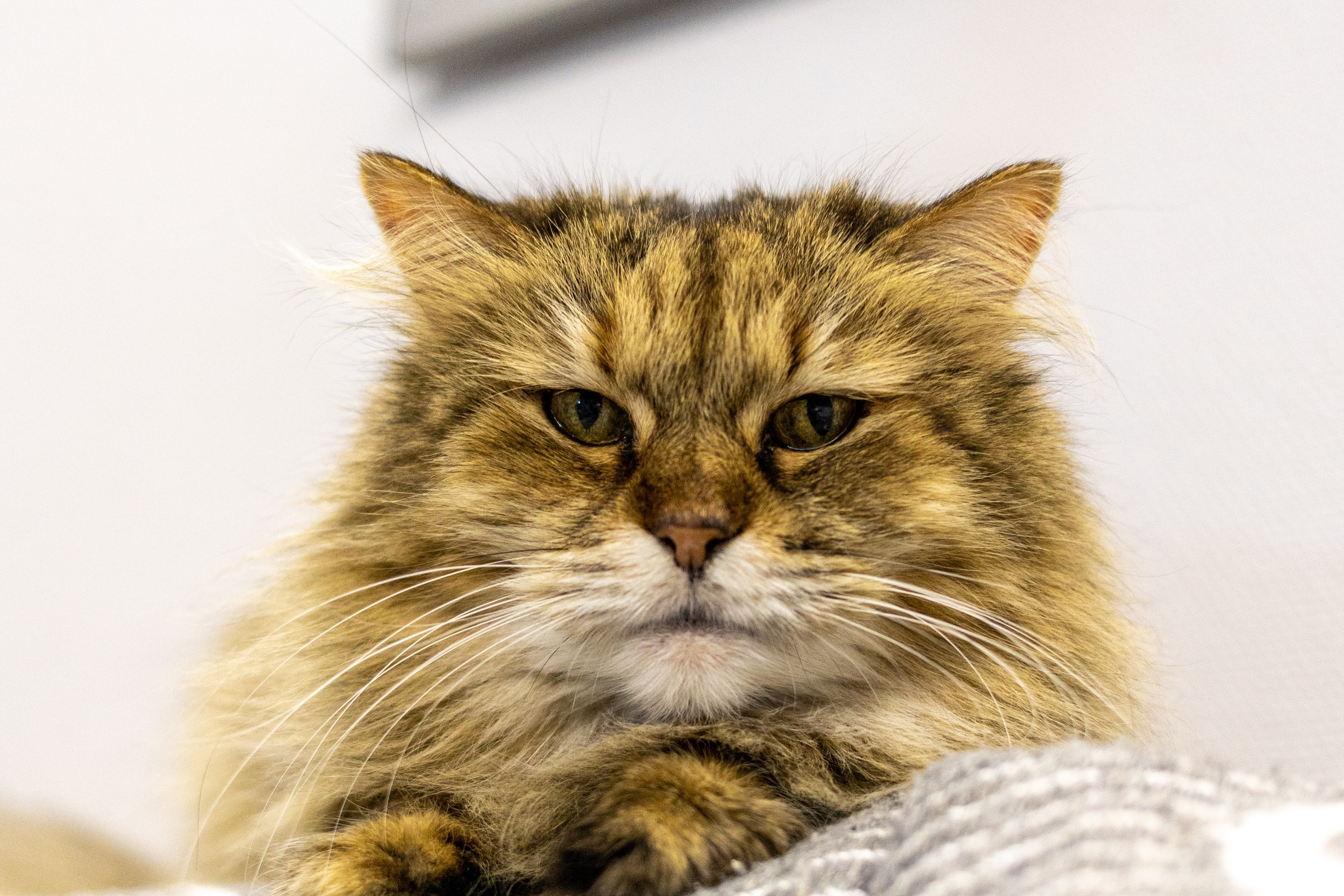 Котики для Old Cat. Профессиональный интерьерный и репортажный фотограф Минск и РБ. Максим Орлов