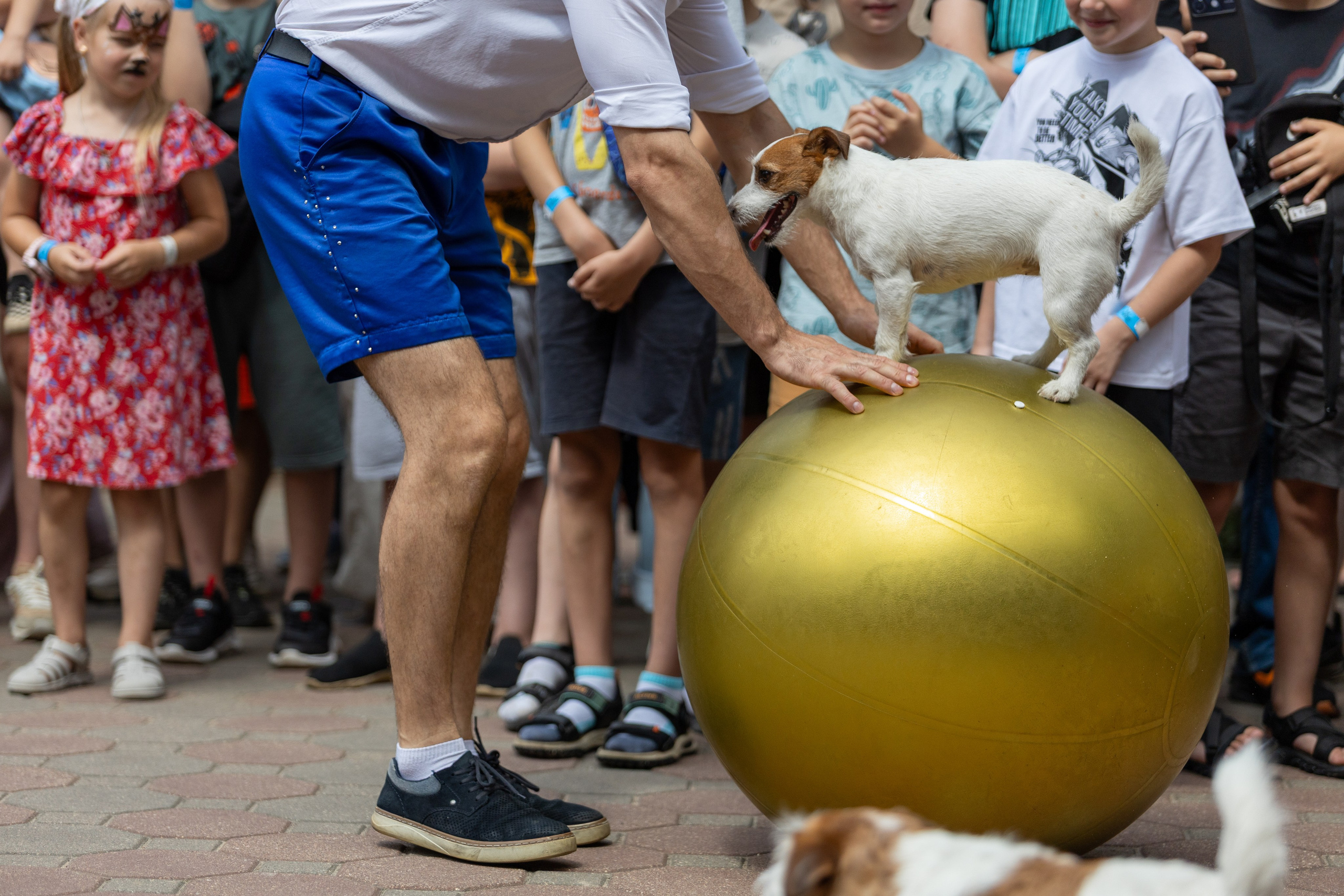 Детифест. Профессиональный интерьерный и репортажный фотограф Минск и РБ. Максим Орлов